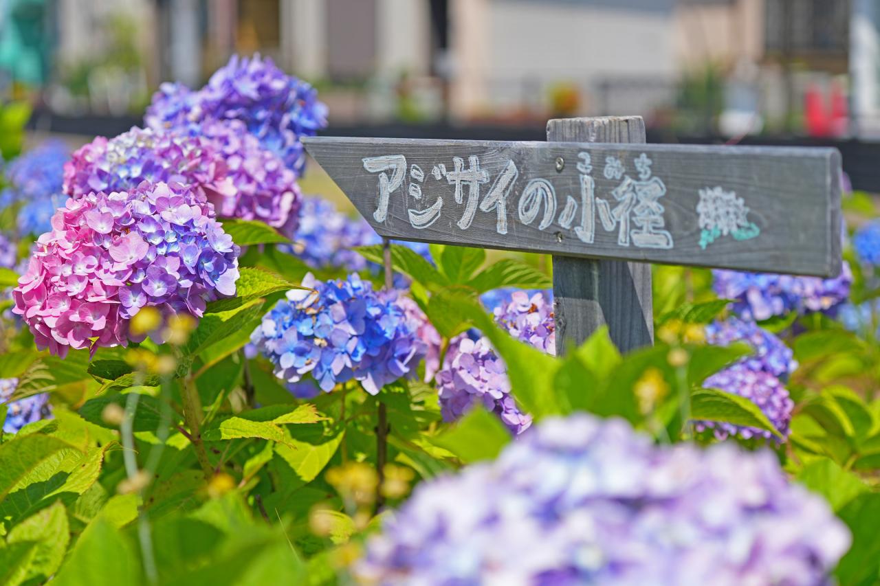 【ねりま観光ツアー】田島山十一ヶ寺と練馬城址公園のあじさい鑑賞ツアー実施について 1