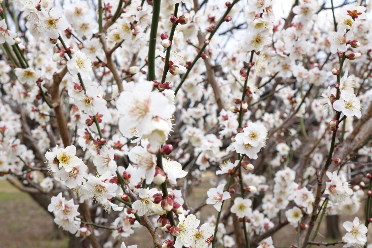 梅が開花　練馬区北町うめのき憩いの森 2