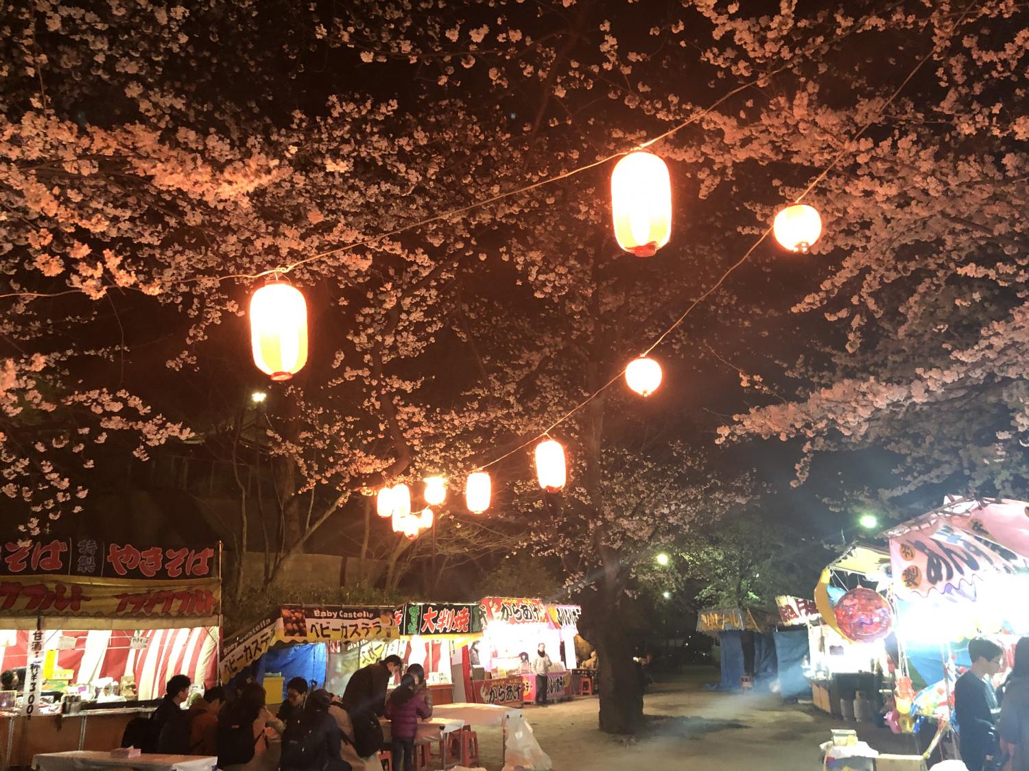 夜桜