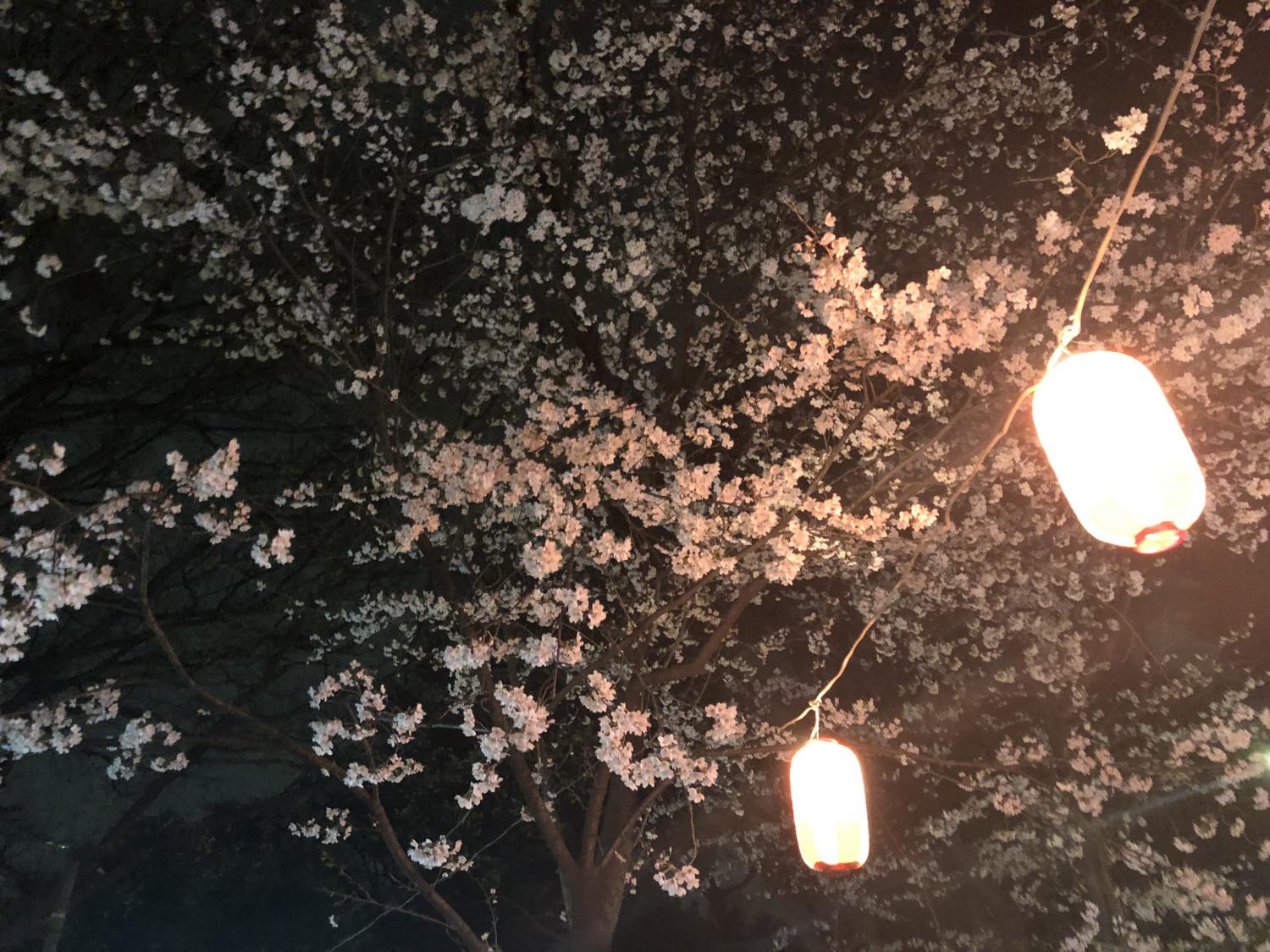 夜桜 2