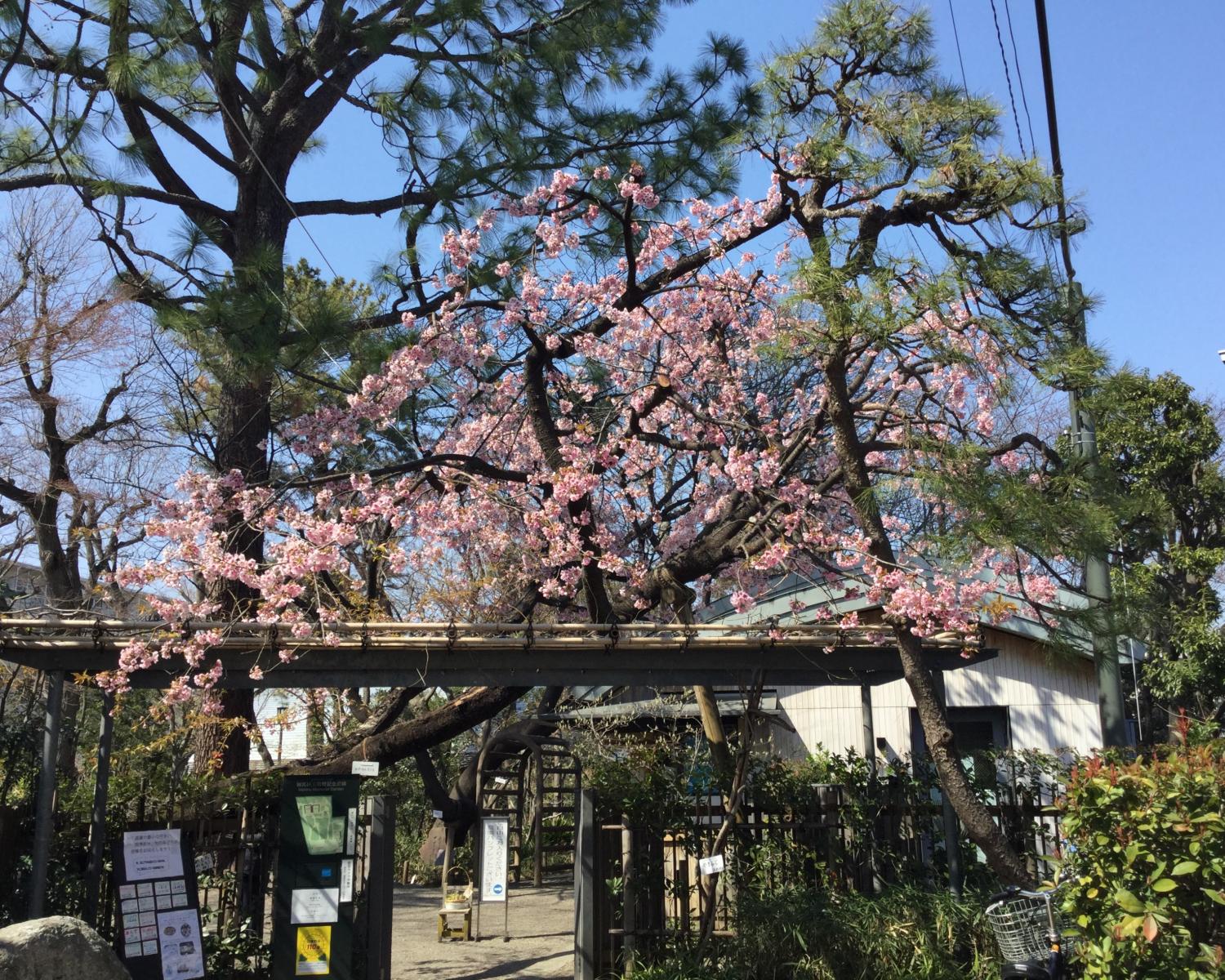 今年のオオカンザクラも綺麗です