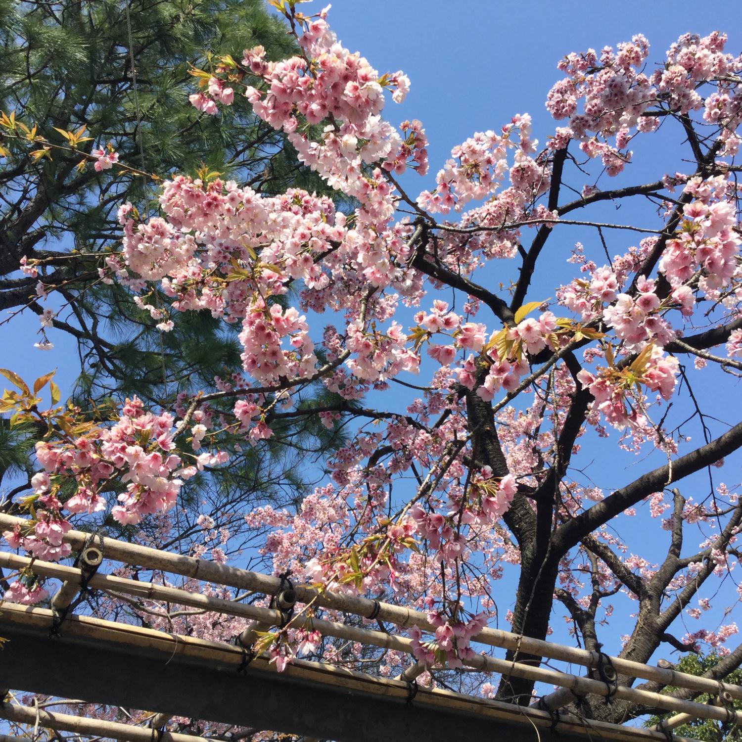 今年のオオカンザクラも綺麗です 2