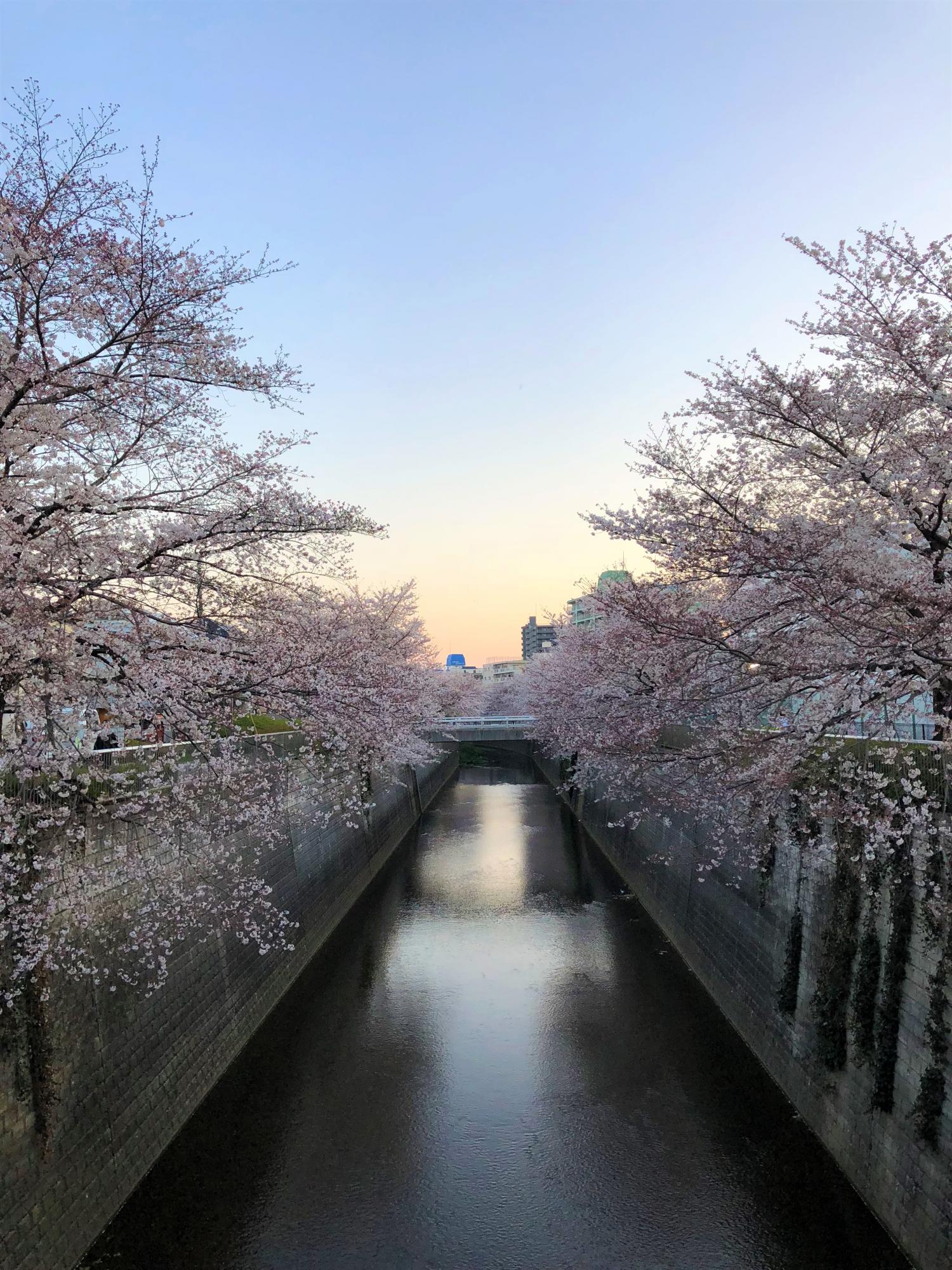 石神井川沿いの桜 2