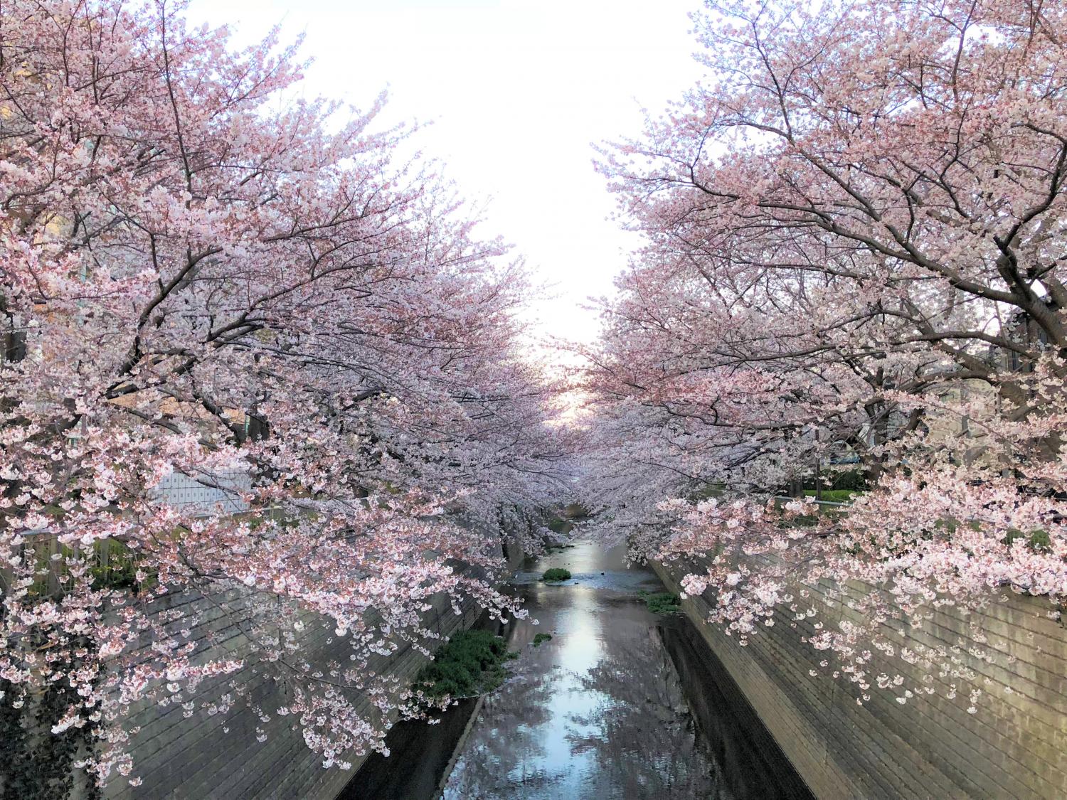 石神井川沿いの桜 3