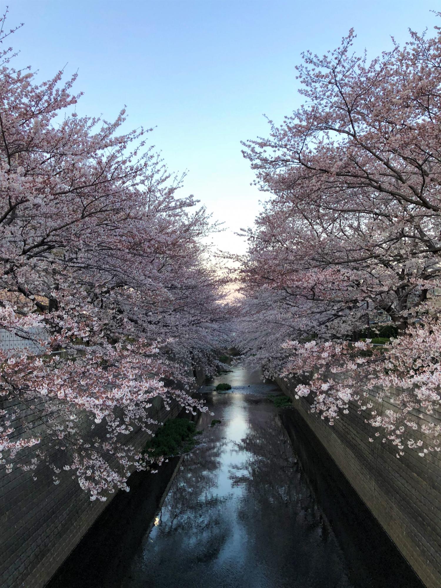 石神井川沿いの桜 4