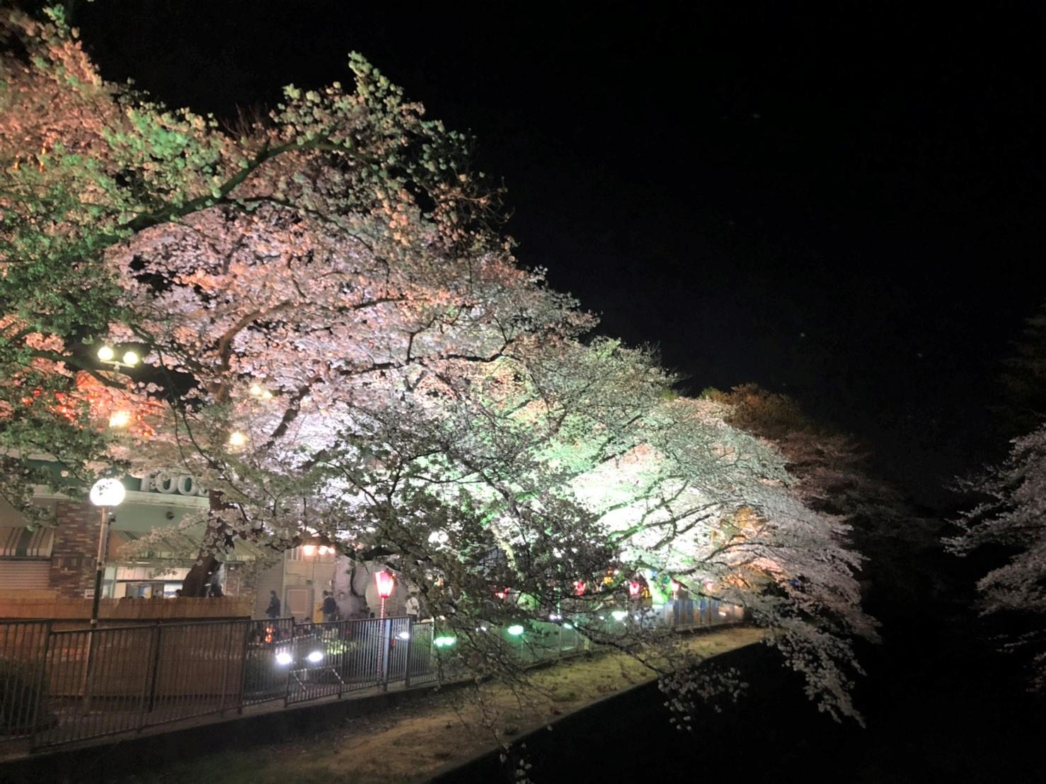 としまえんの桜 3