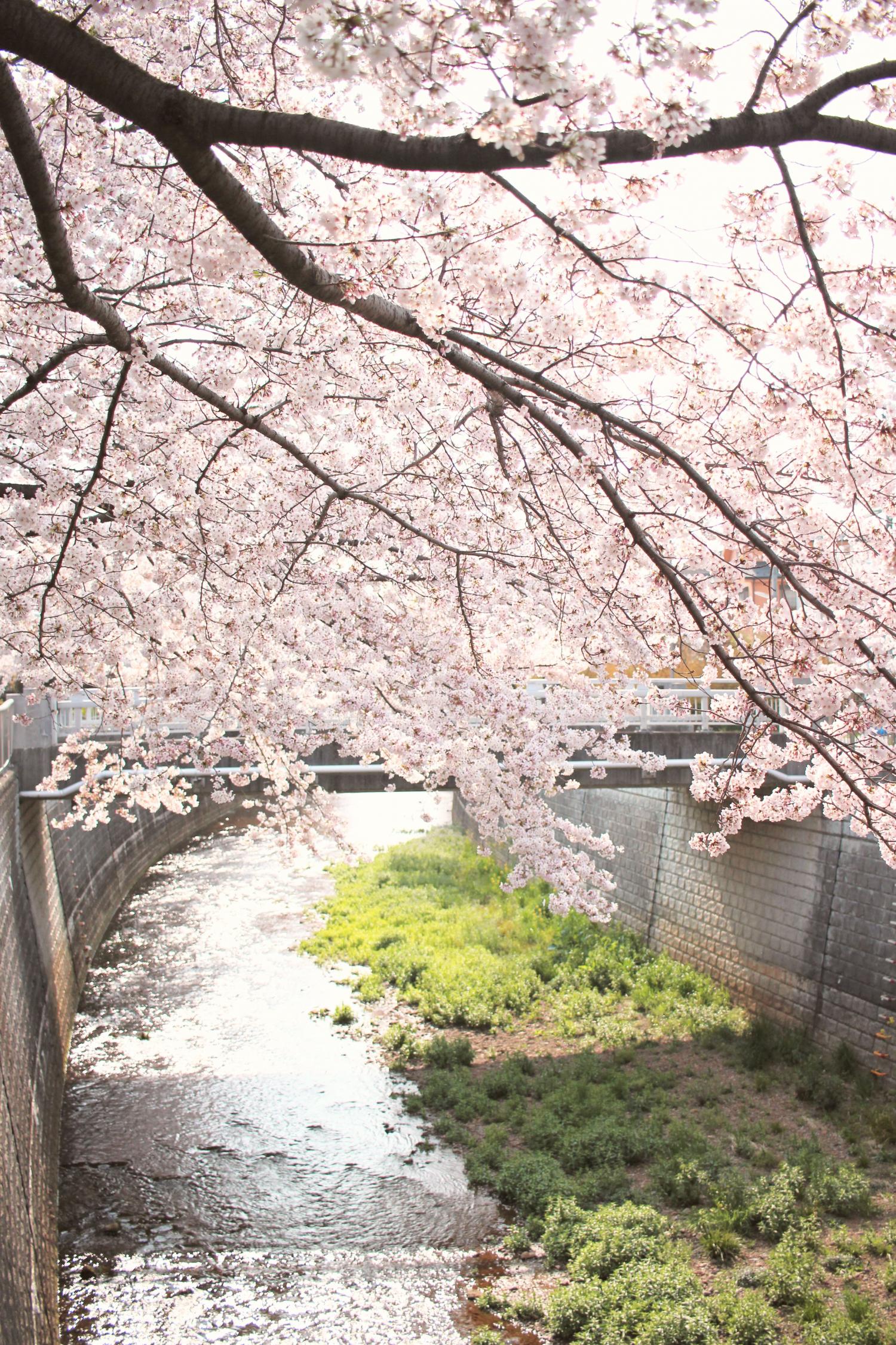 石神井川の桜 2