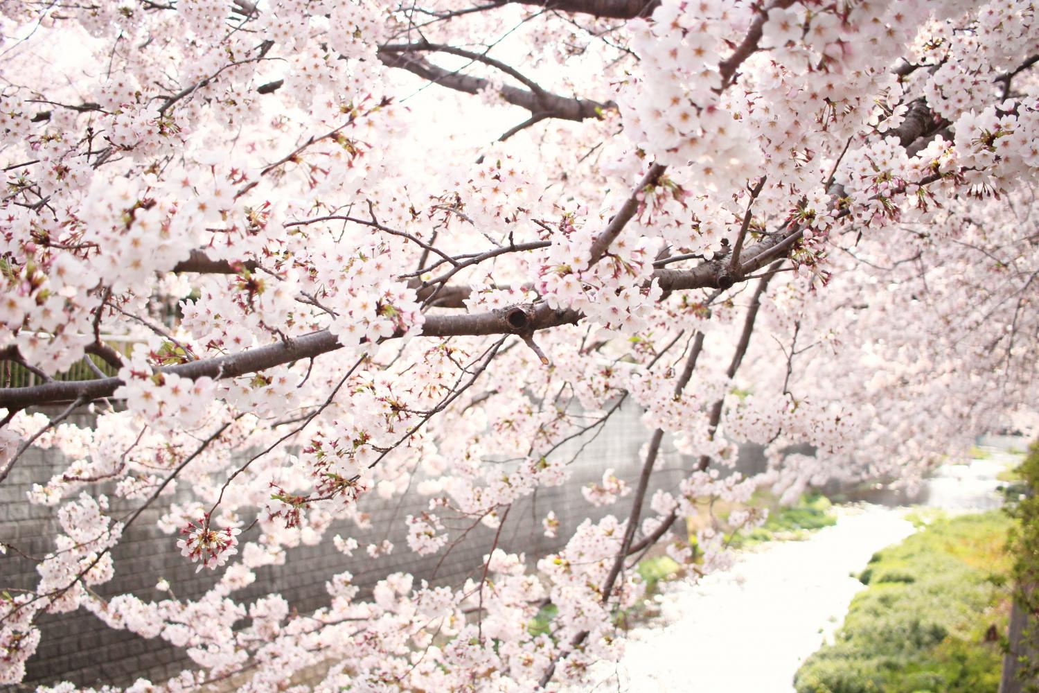 石神井川の桜 3