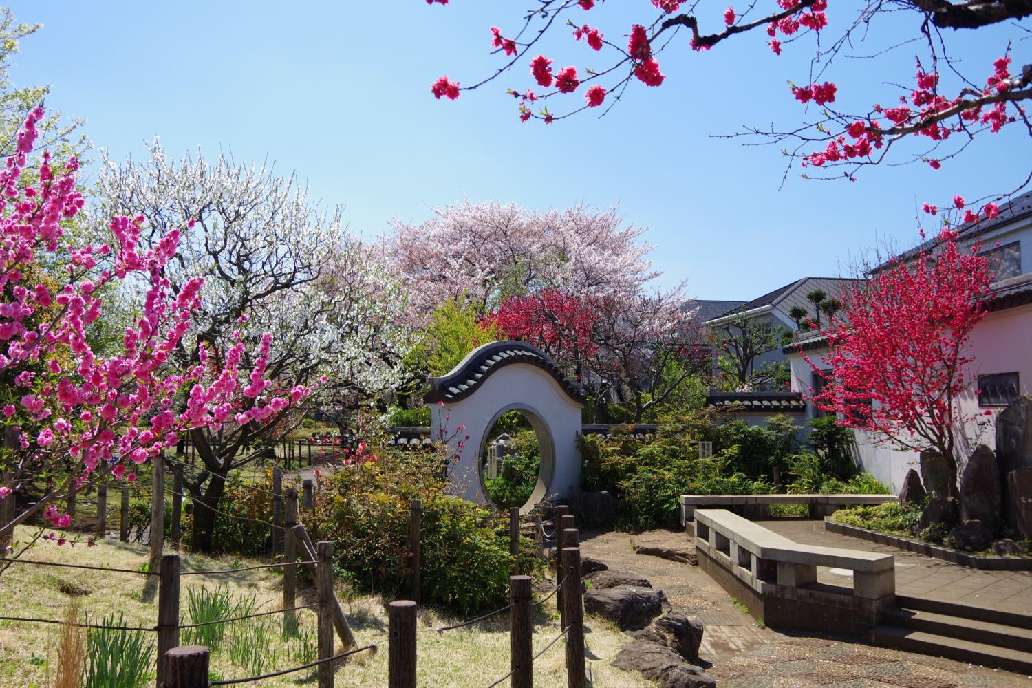 桃花源の碧桃樹が見頃です