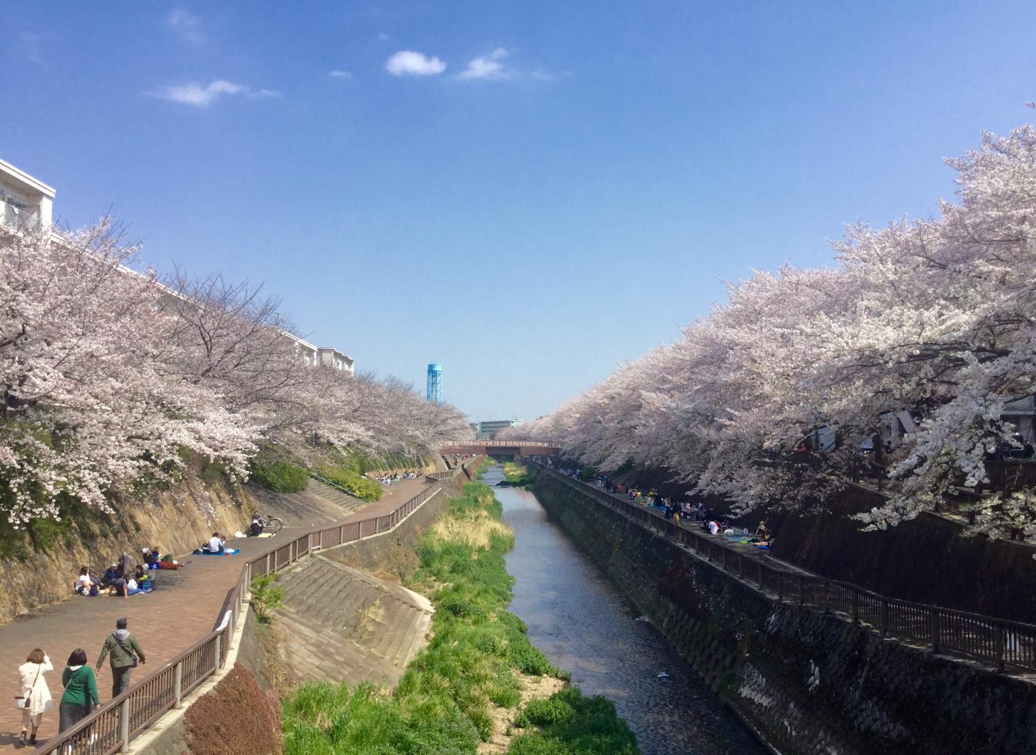 今年も見事でした。