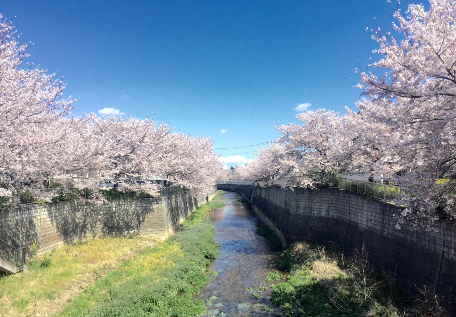 今年も見事でした。 2