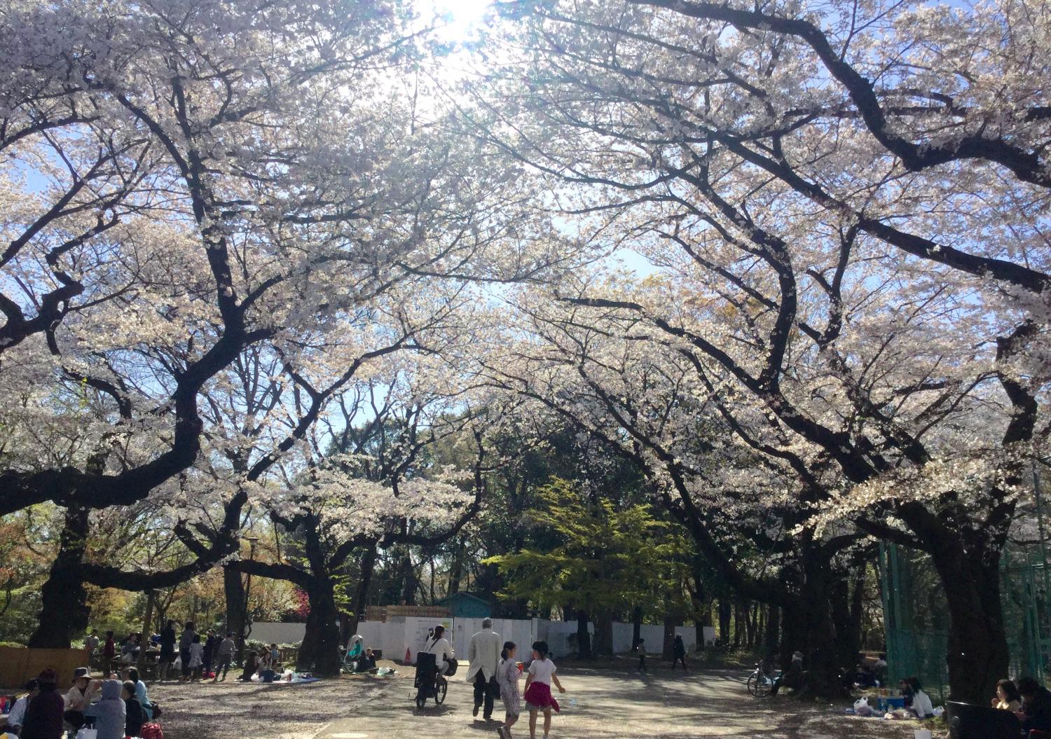 お花見を楽しむ人々 ②