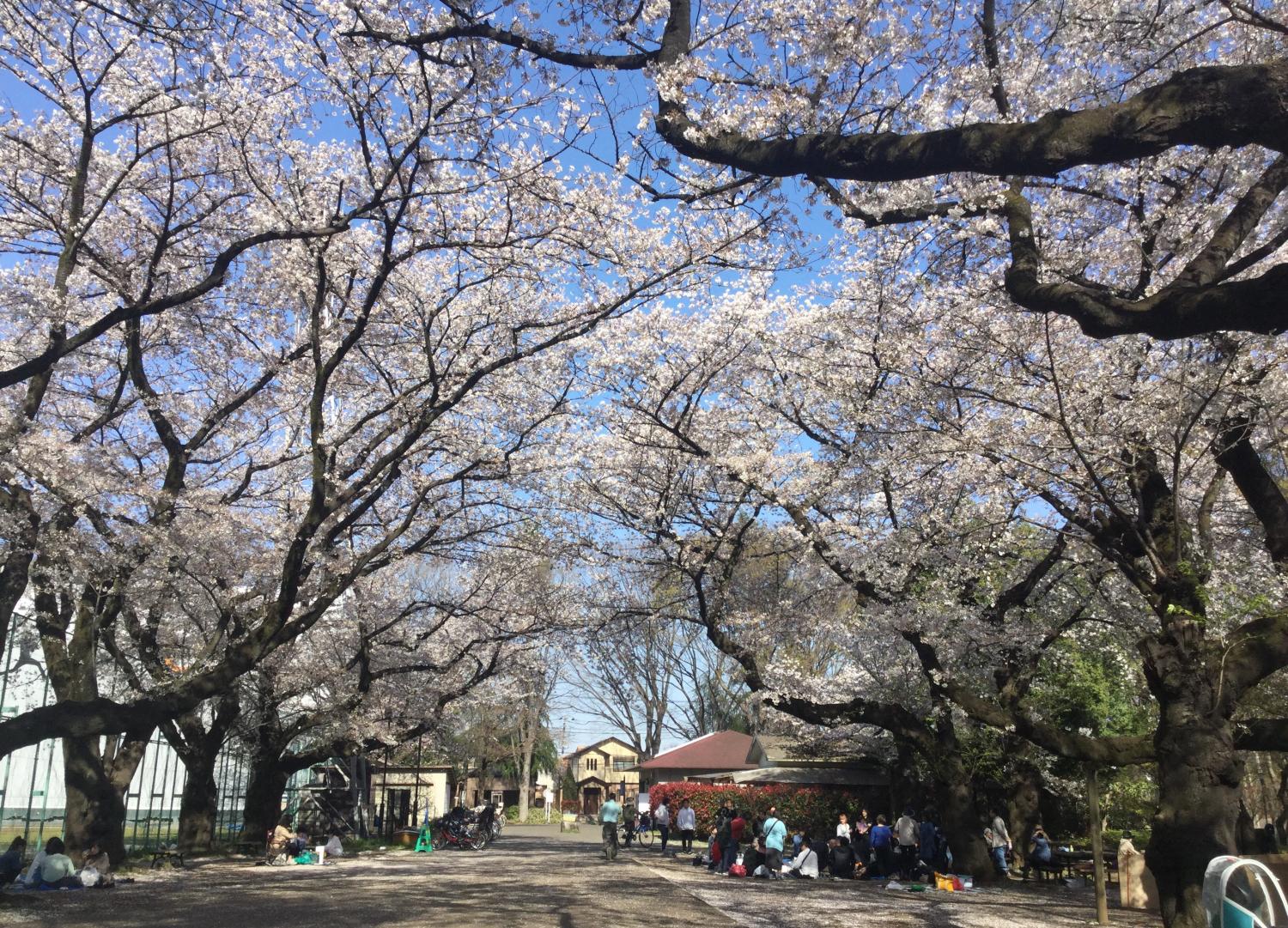 お花見を楽しむ人々 ② 2