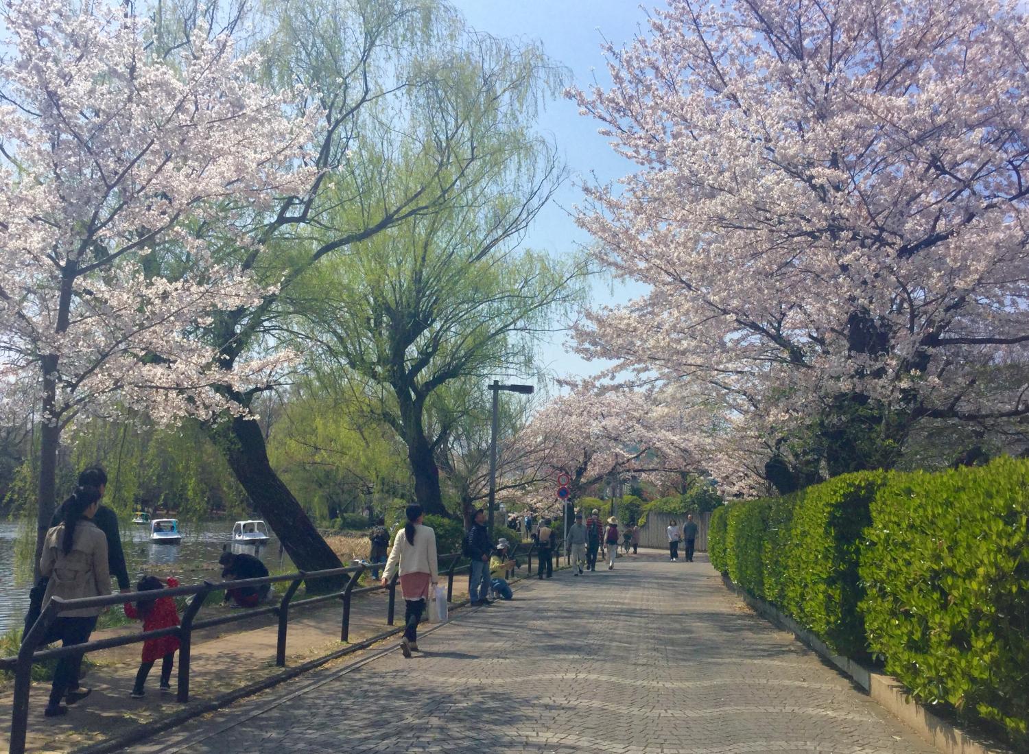 お花見を楽しむ人々 ①