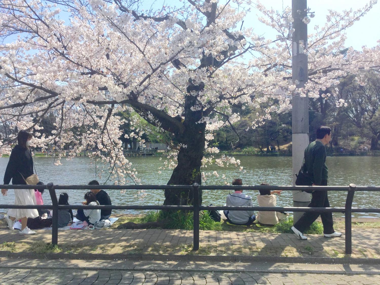 お花見を楽しむ人々 ① 2