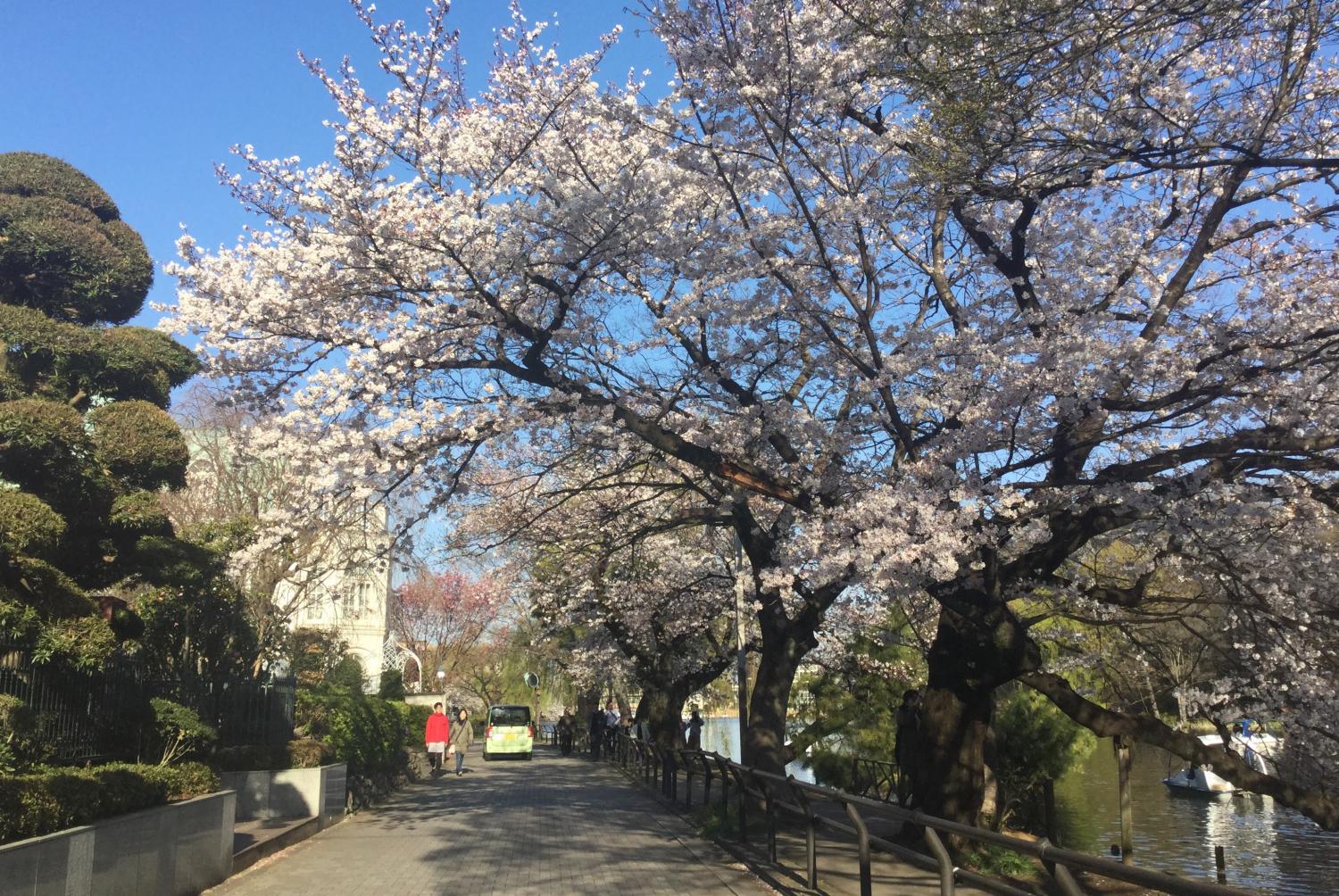 お花見を楽しむ人々 ① 3