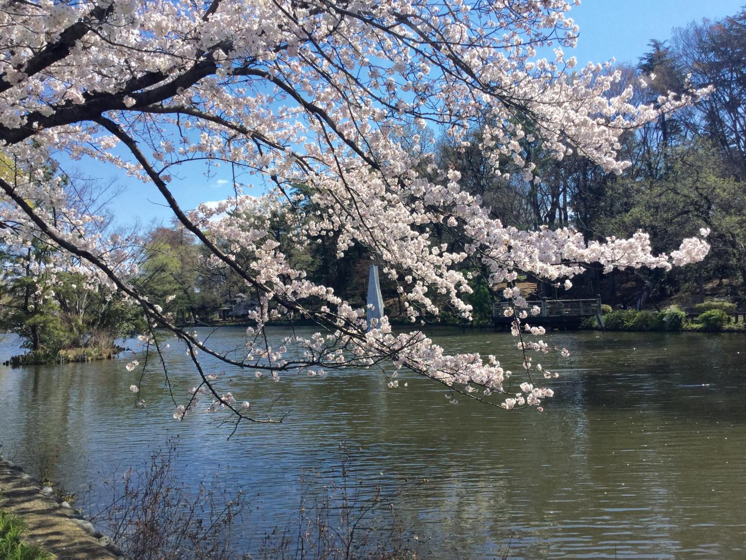 さくらと洋館のコラボ、素敵！ 2