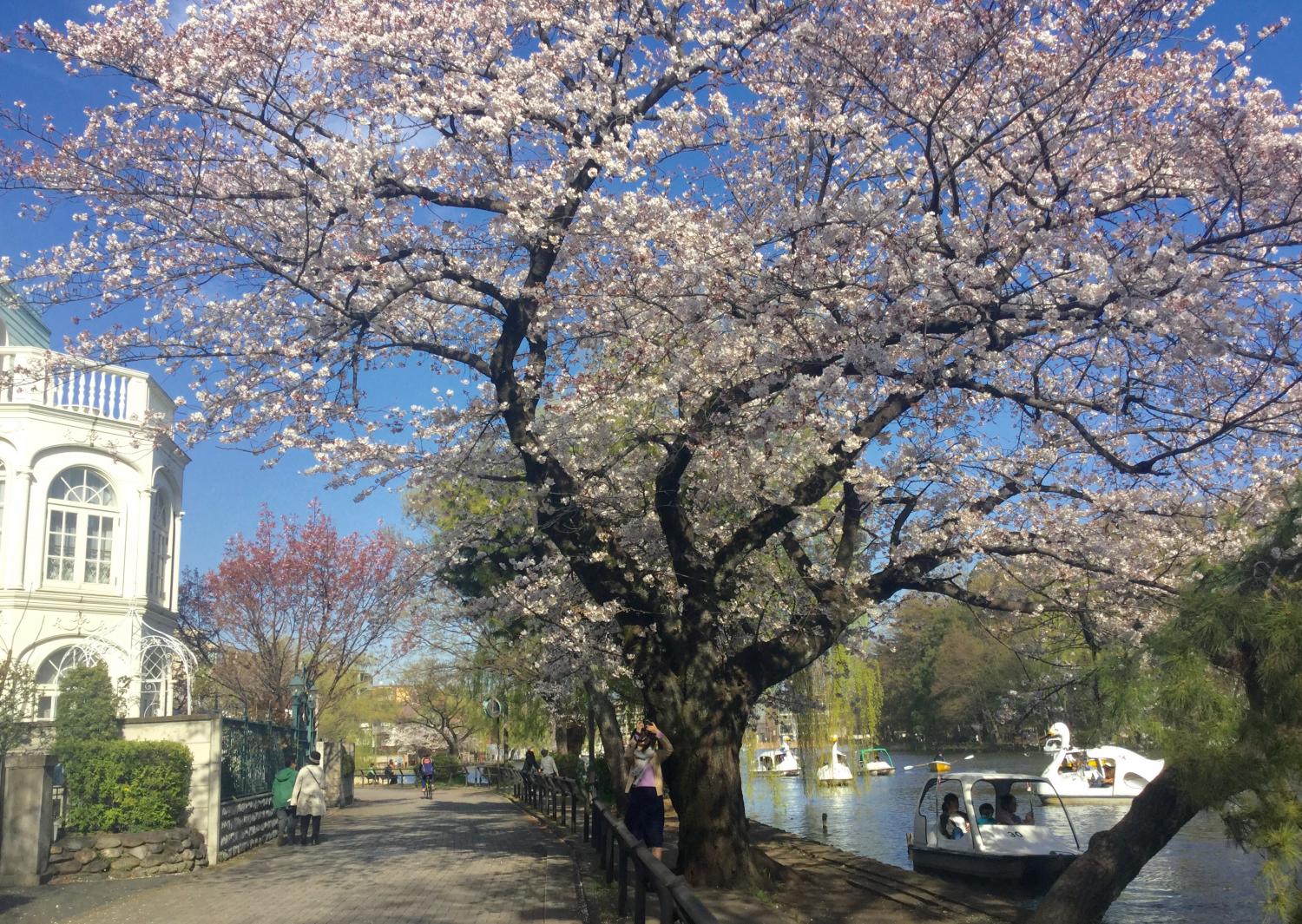 さくらと洋館のコラボ、素敵！ 3