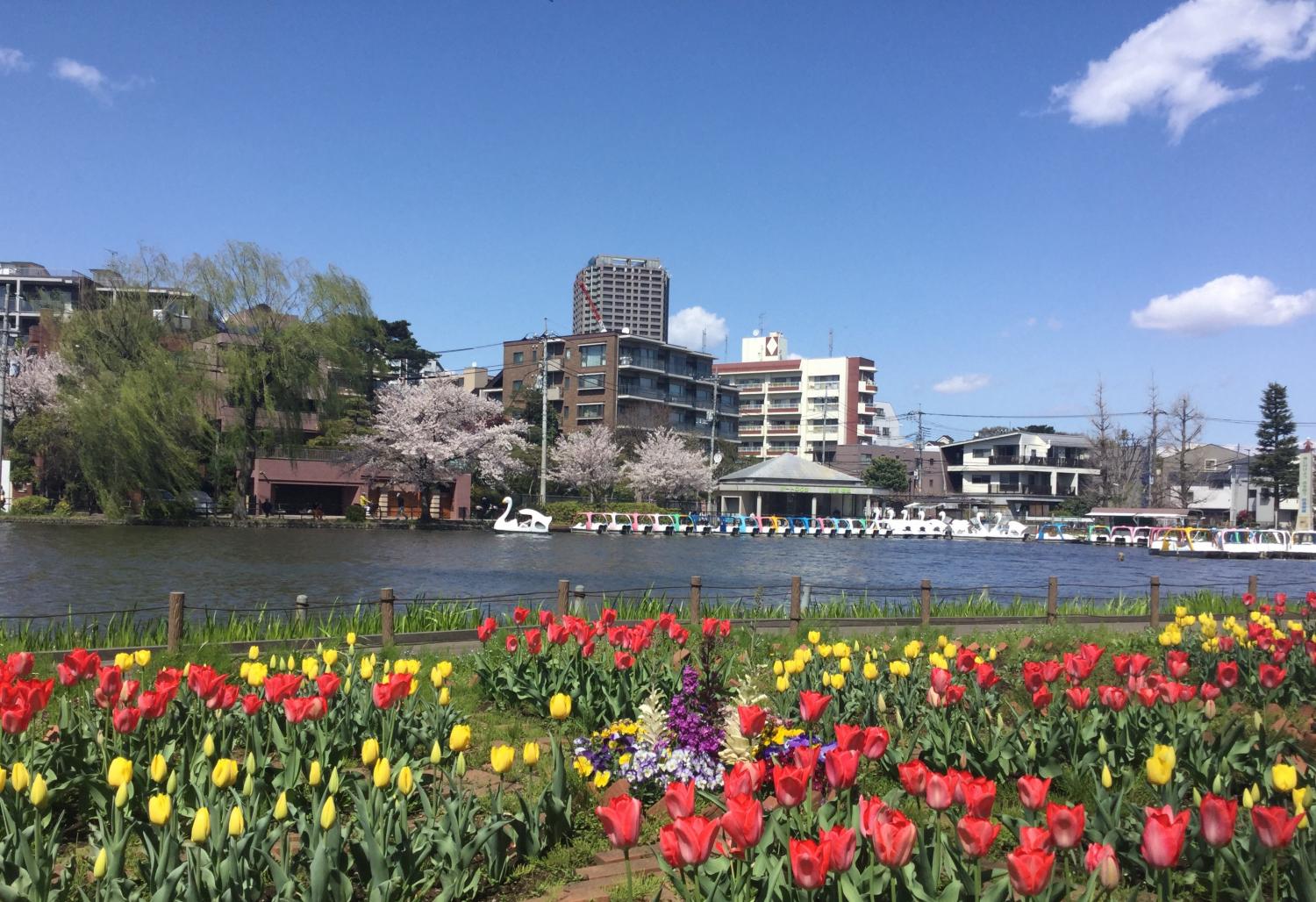 満開の桜とチューリップ