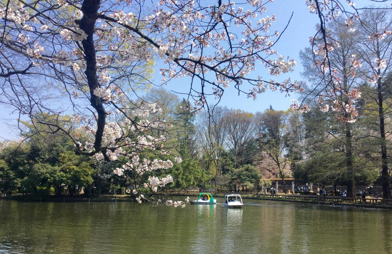 満開の桜とチューリップ 3