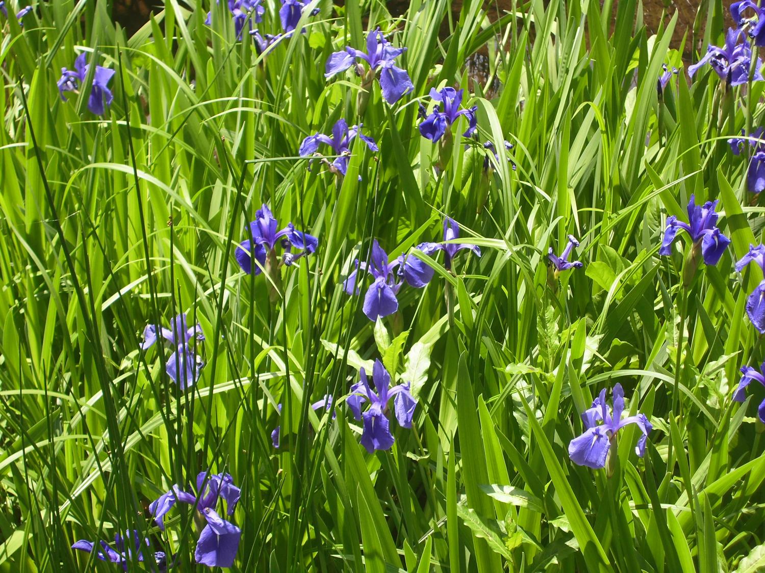 石神井公園：ミズキの花・カキツバタ 2