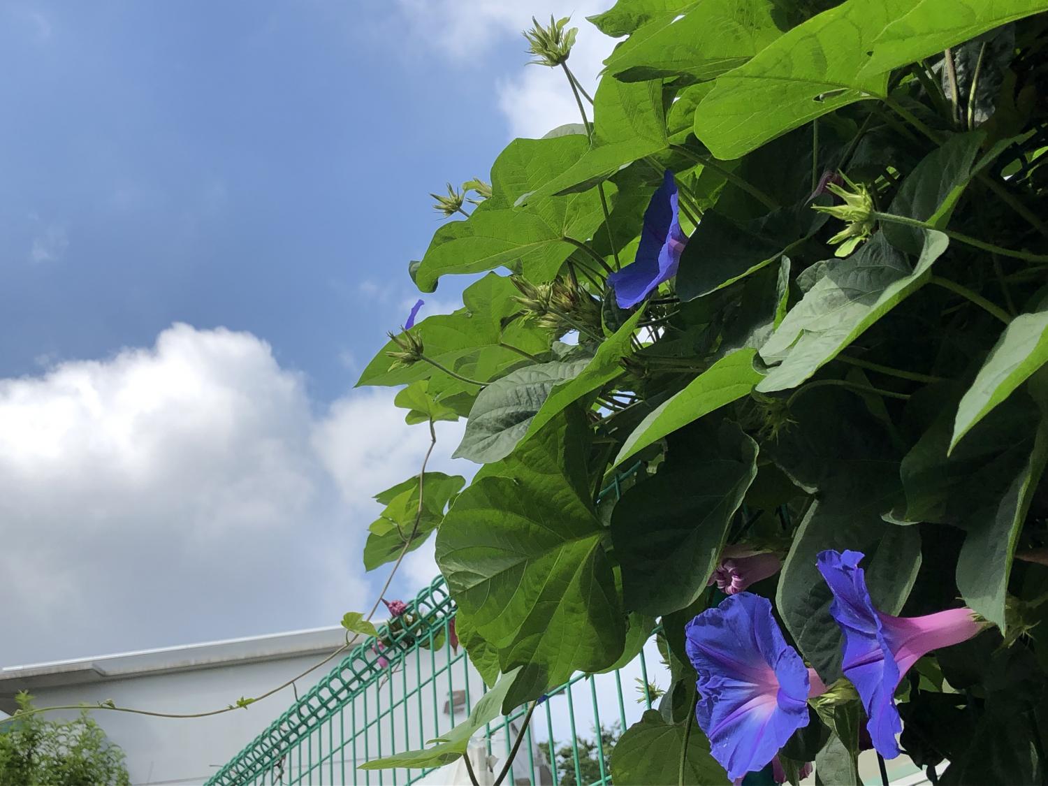 夏雲と朝顔