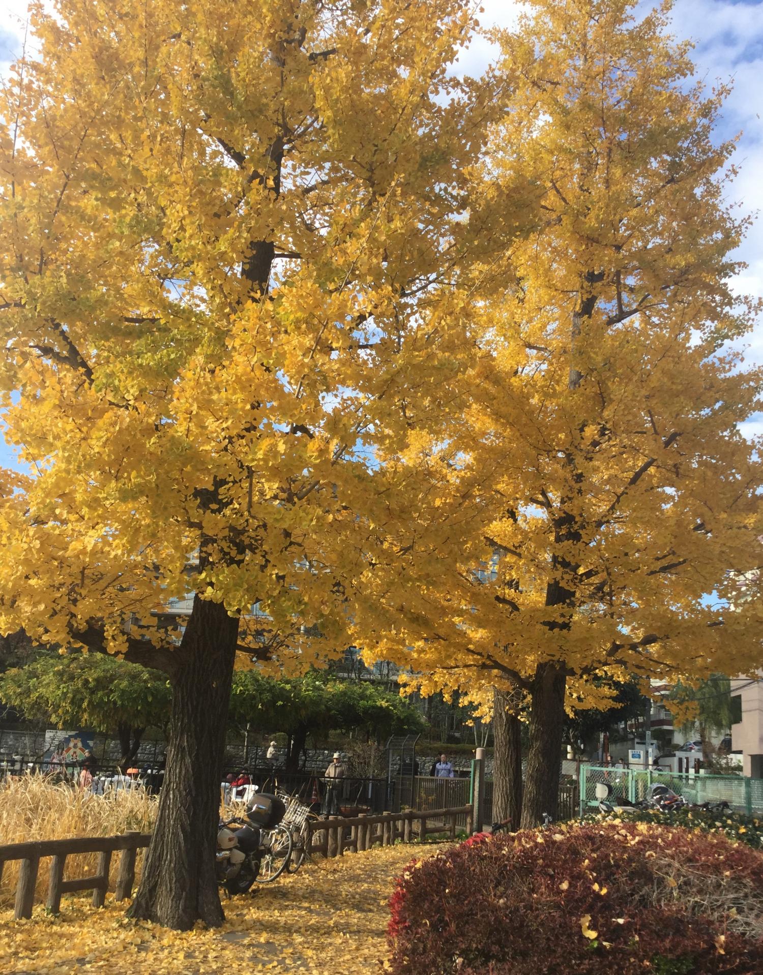 毎年、綺麗です。