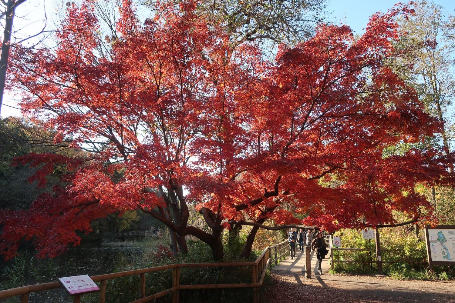 石神井公園の紅葉 2