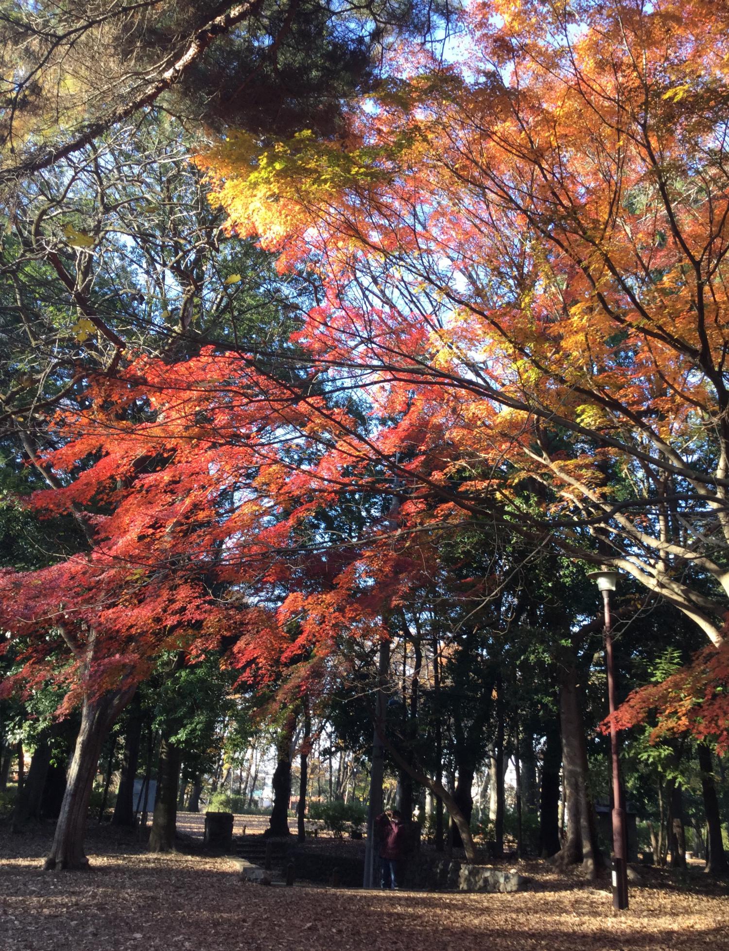 石神井公園 記念庭園の紅葉 2