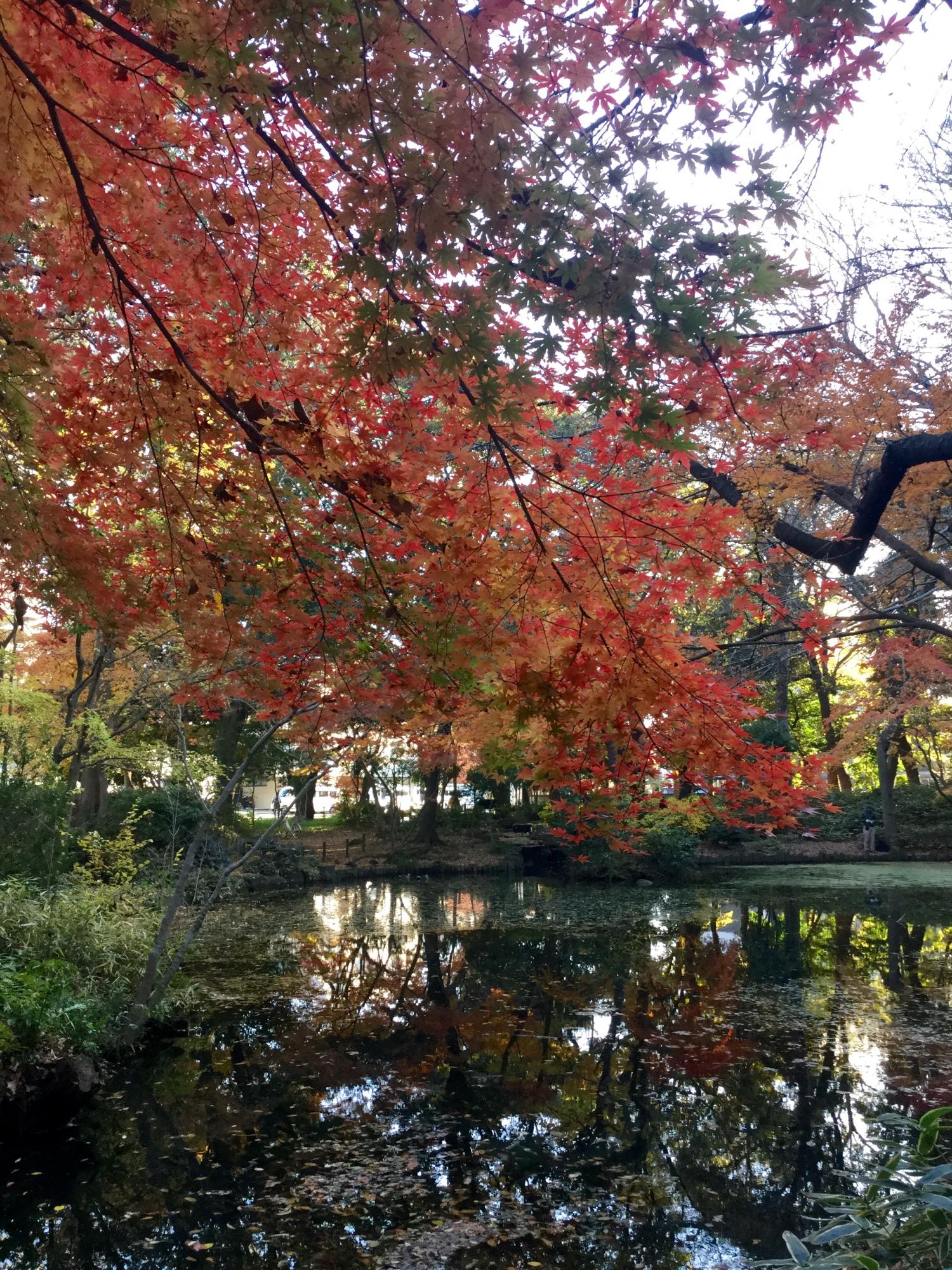 石神井公園 記念庭園の紅葉 3