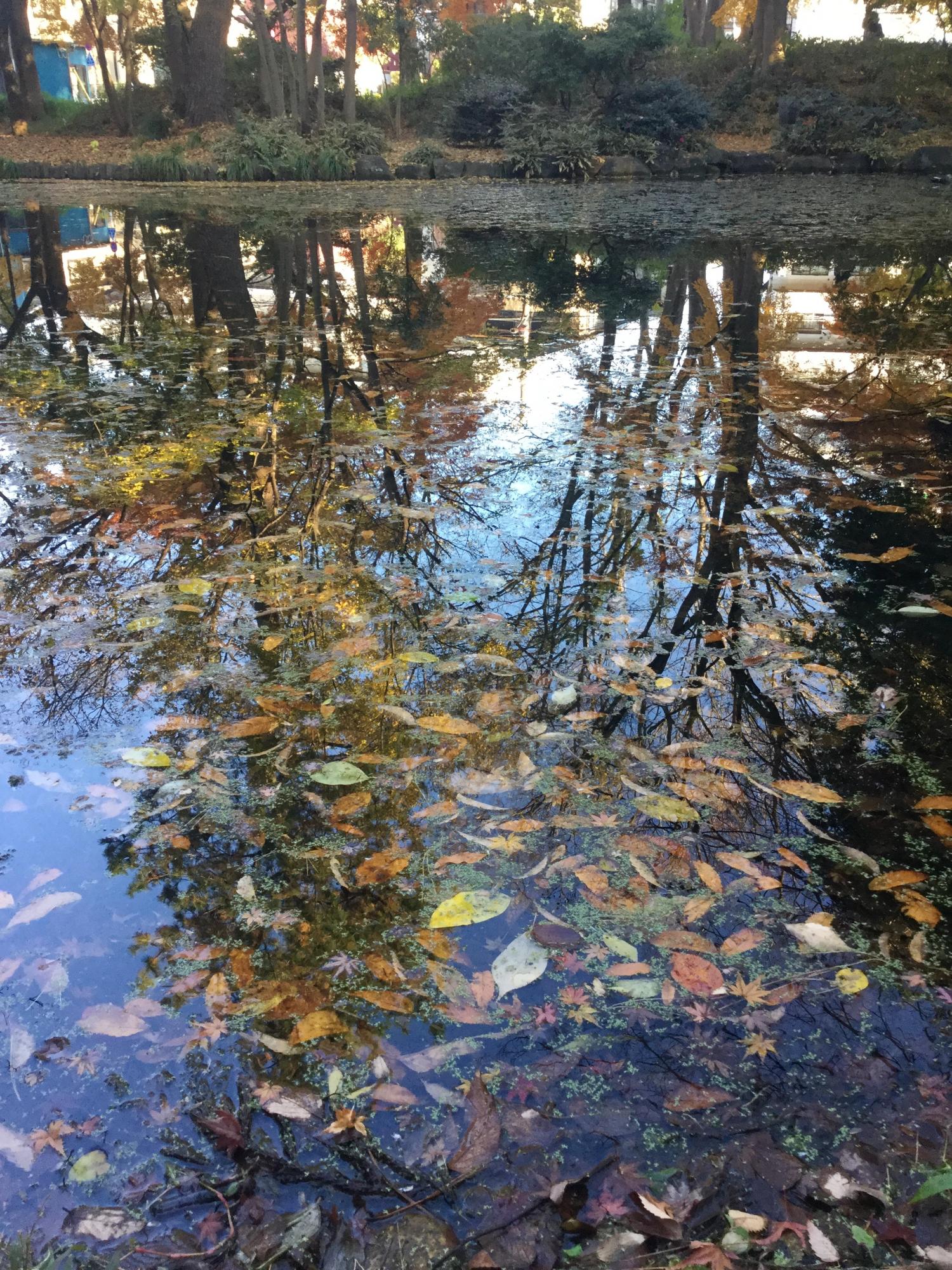 石神井公園 記念庭園の紅葉 4