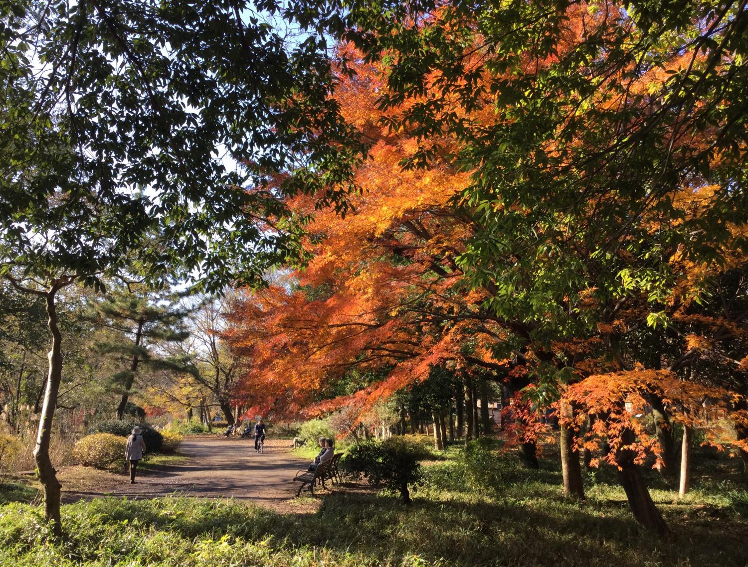 師走の紅葉 3