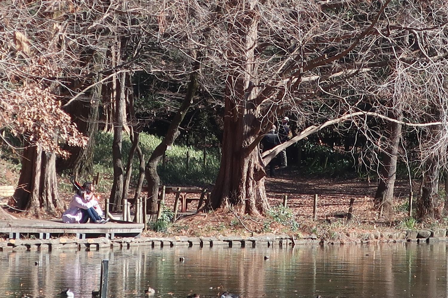 石神井公園・陽だまり