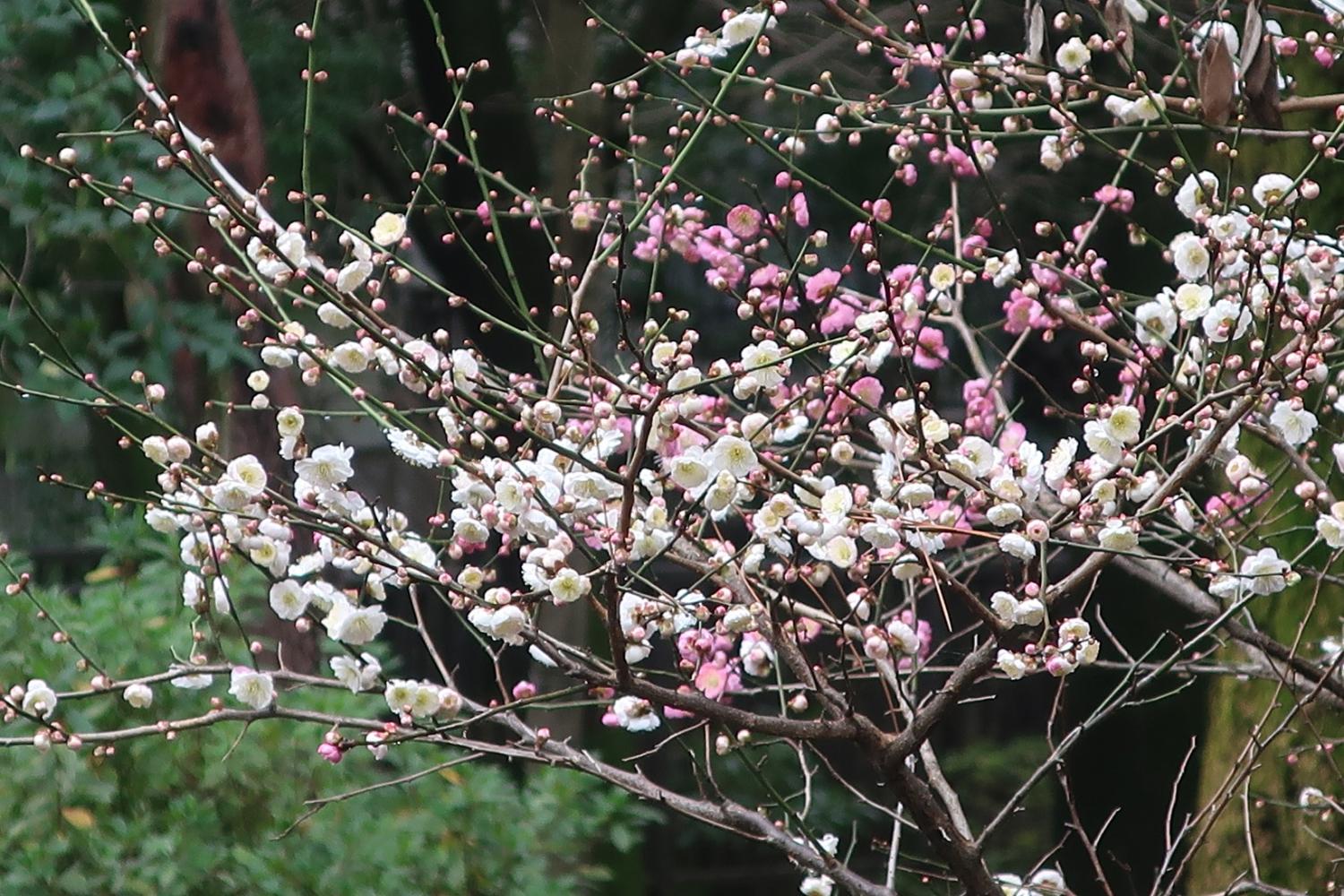 武蔵関公園のウメの花