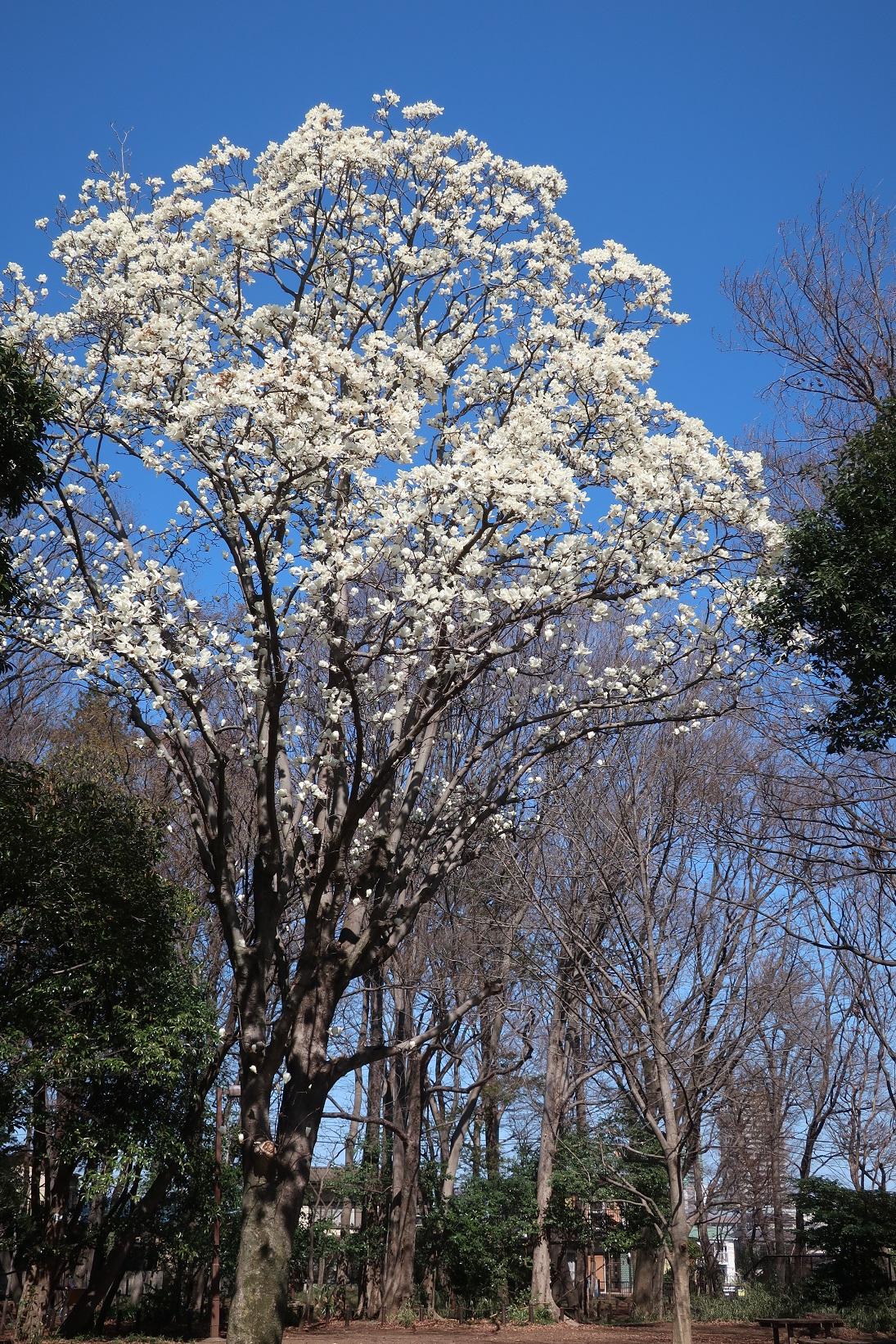 井頭の森緑地　ハクモクレン