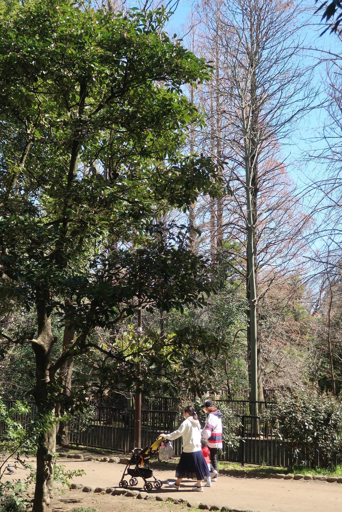 武蔵関公園　３月下旬