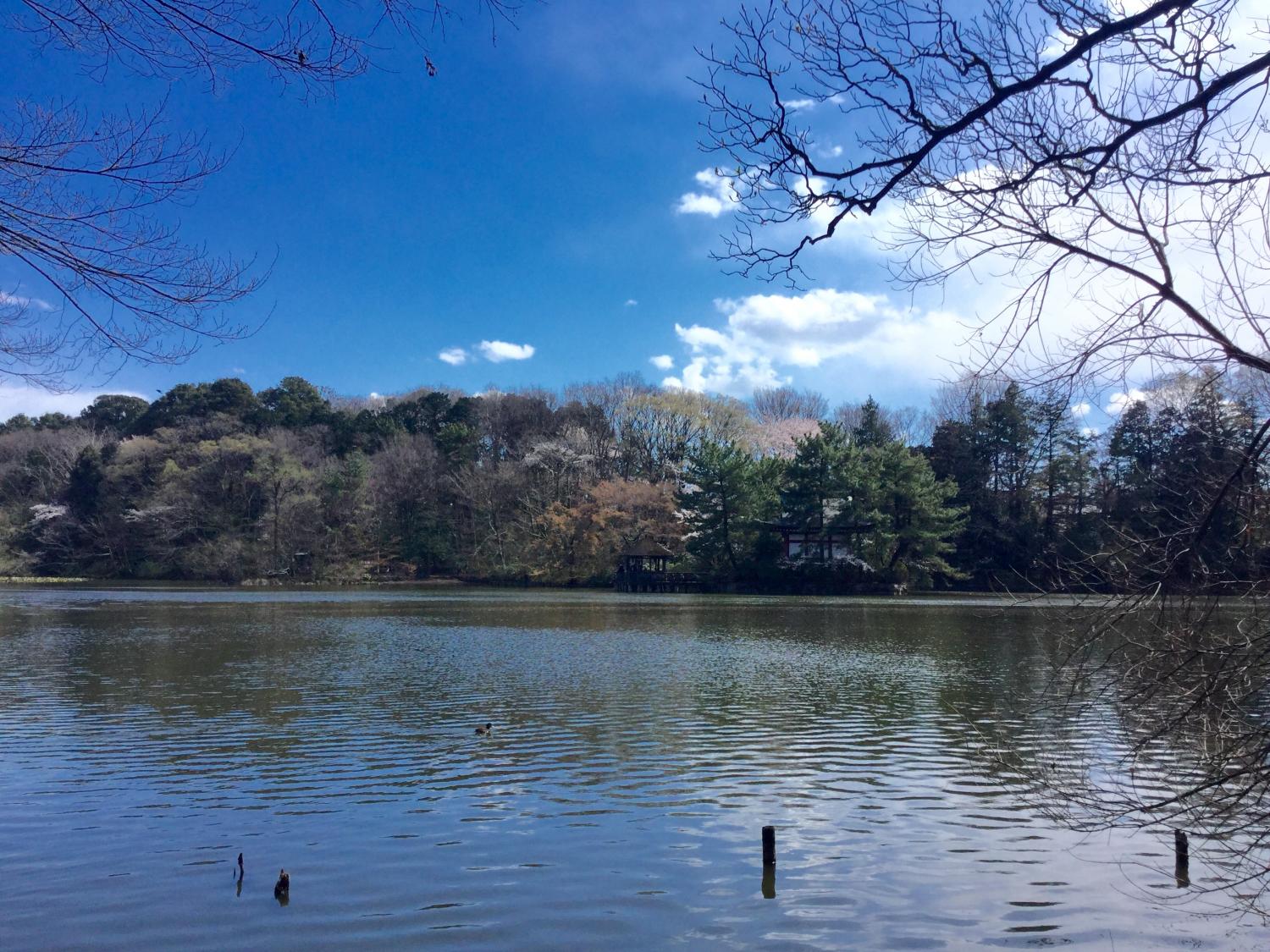 大好きな三宝寺池 2