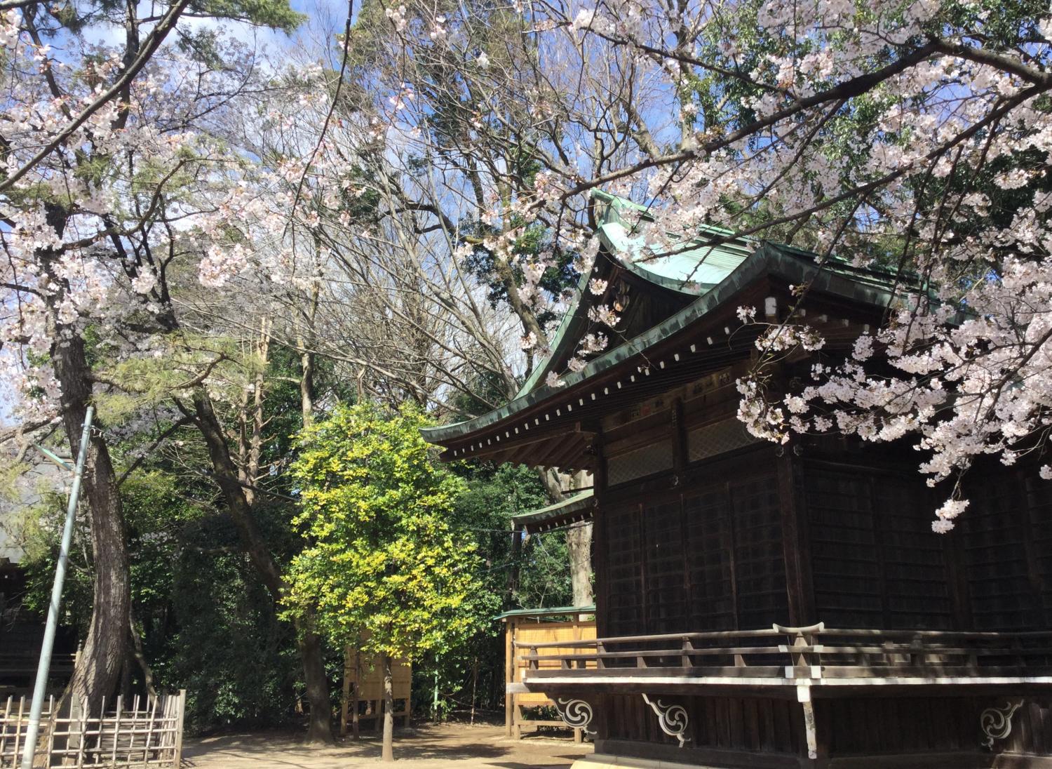 桜の花に囲まれて 2