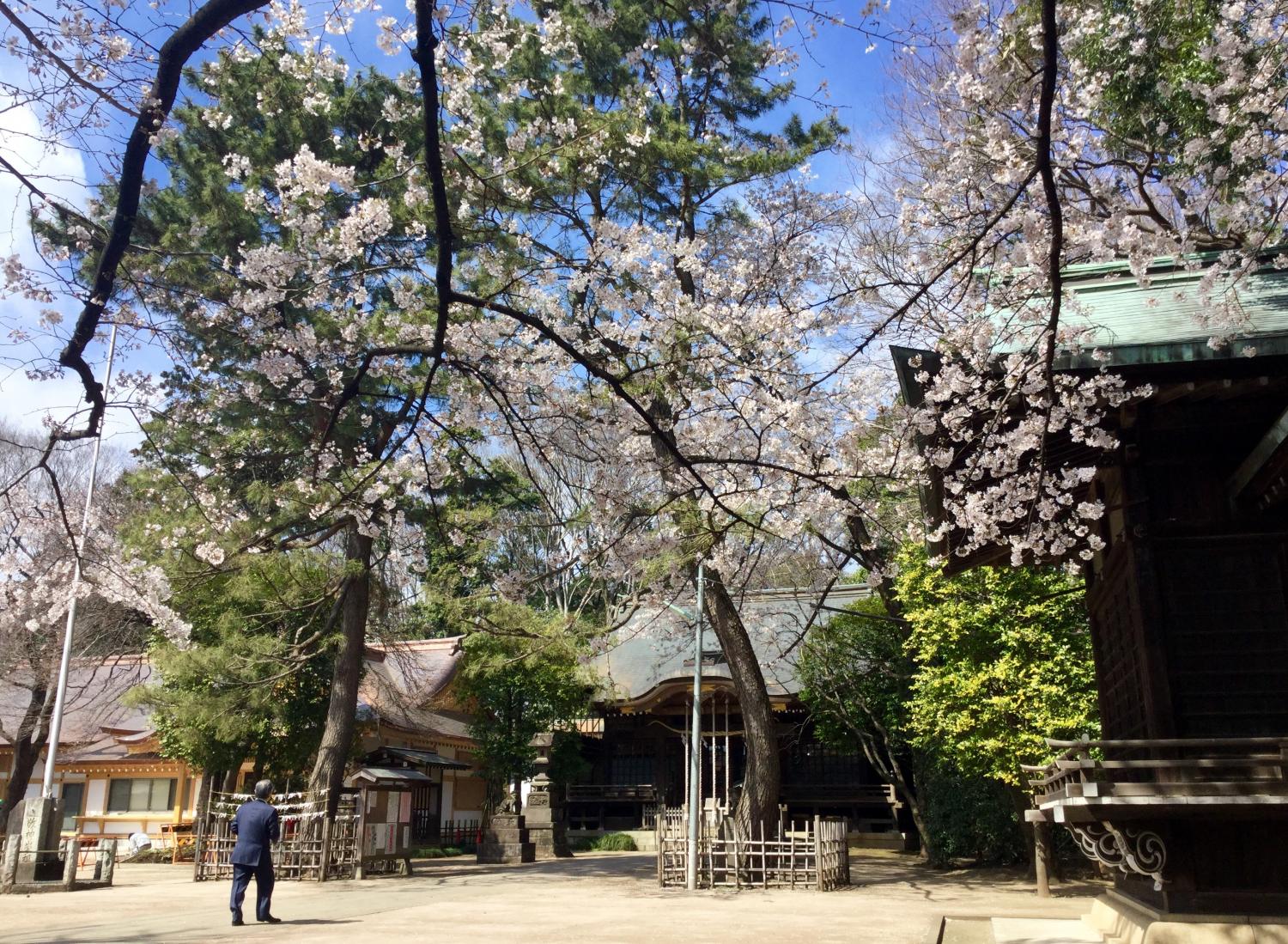 桜の花に囲まれて 4