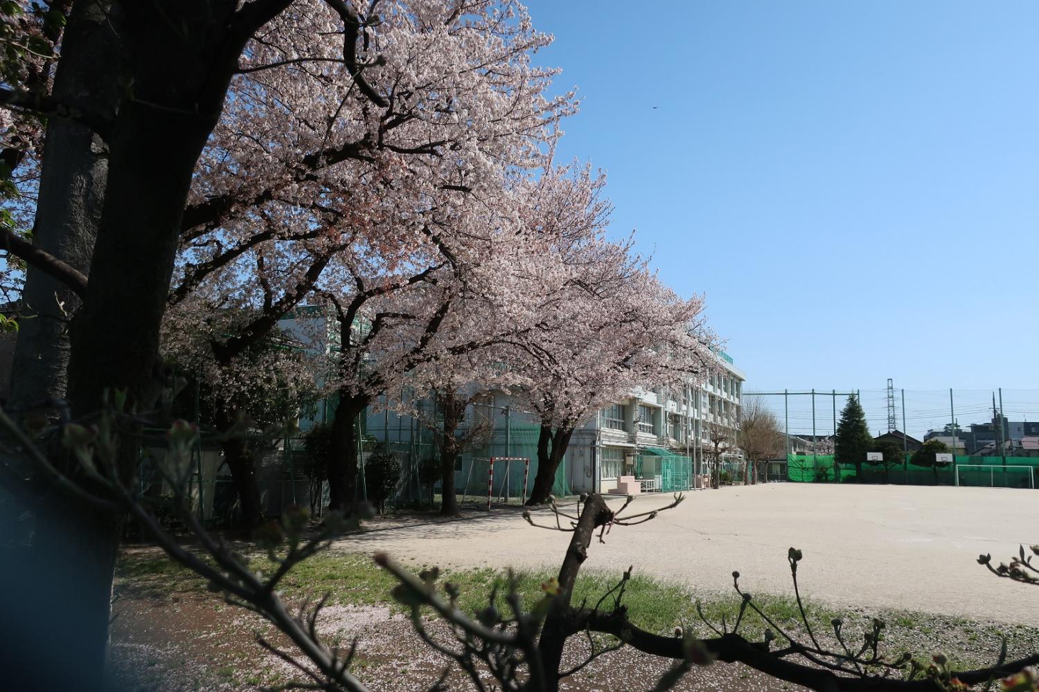 桜　３題