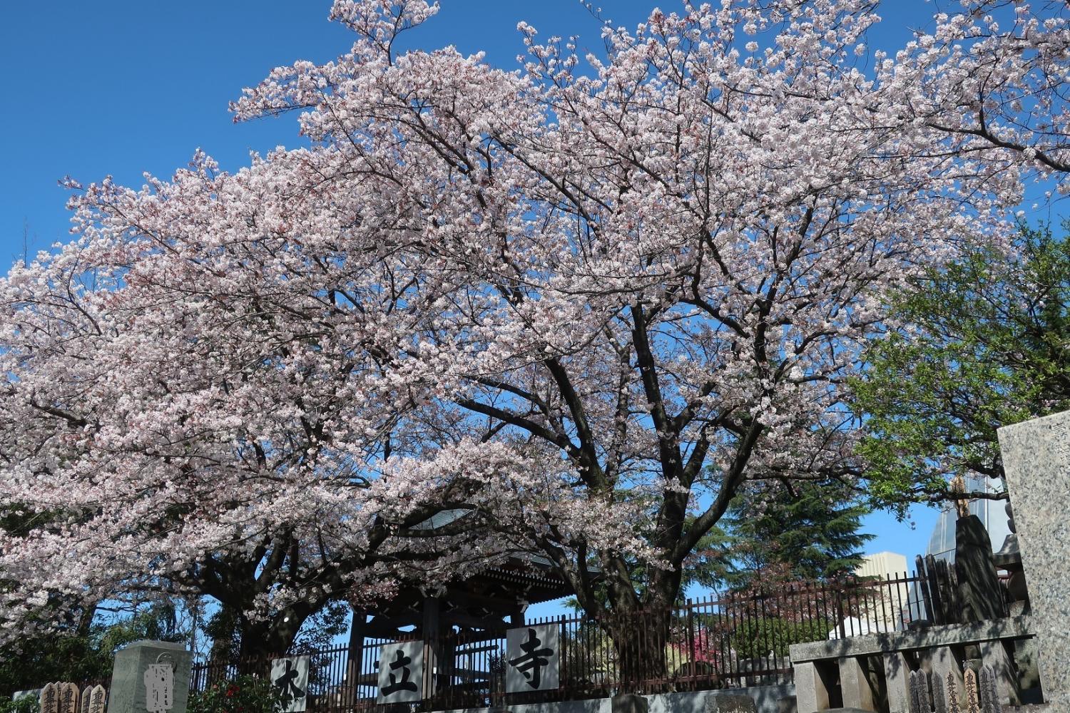 桜　３題 2