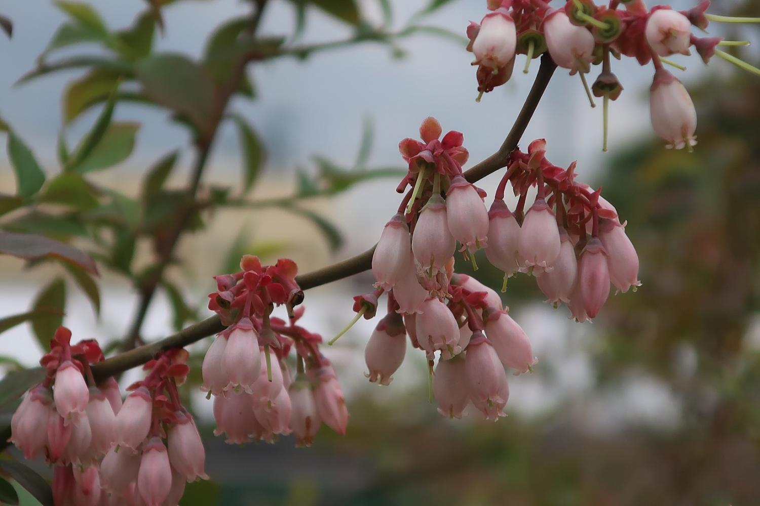 ブルーベリーの花