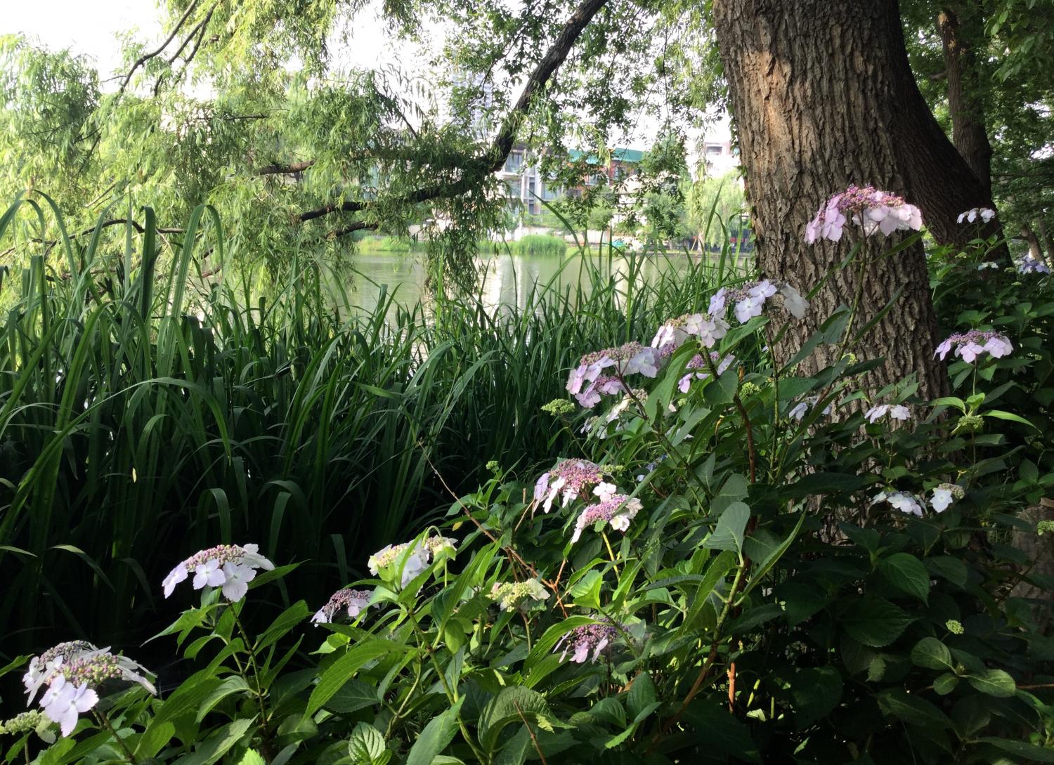 石神井公園のあじさい いろいろ 2