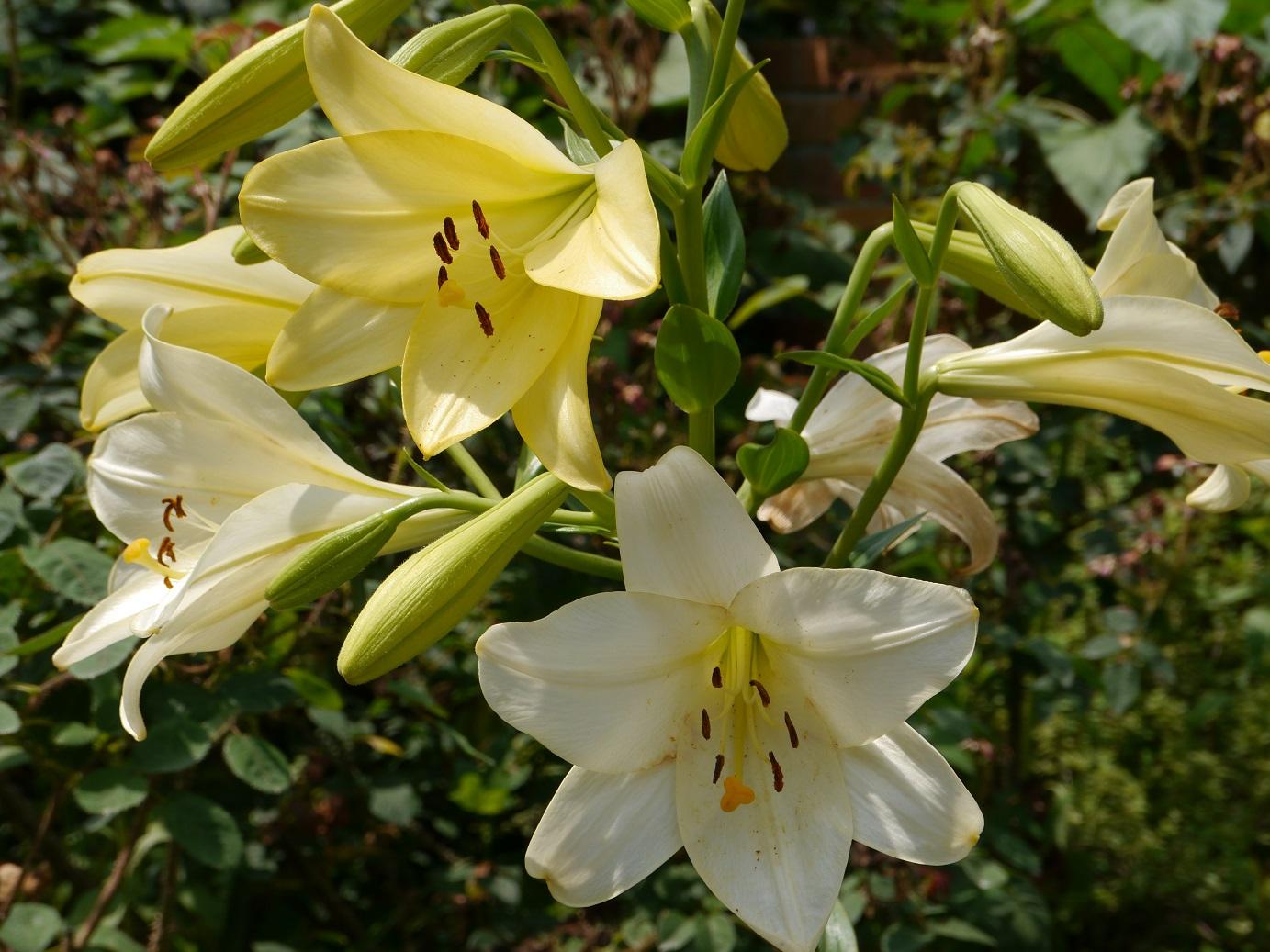 四季の香ローズガーデンのユリの花 3