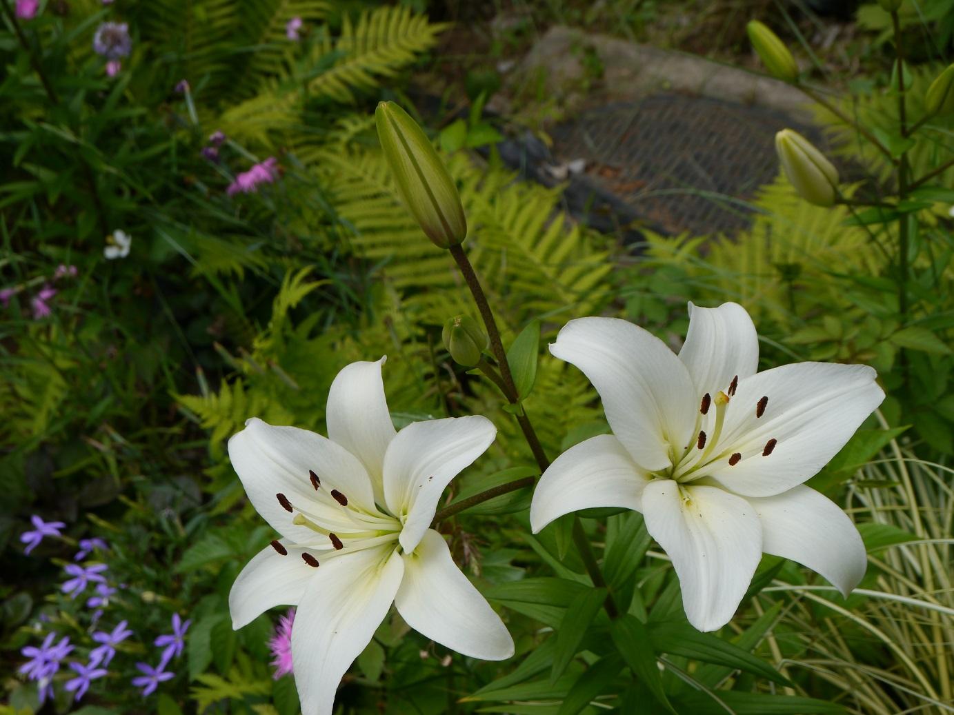 四季の香ローズガーデンのユリの花 4