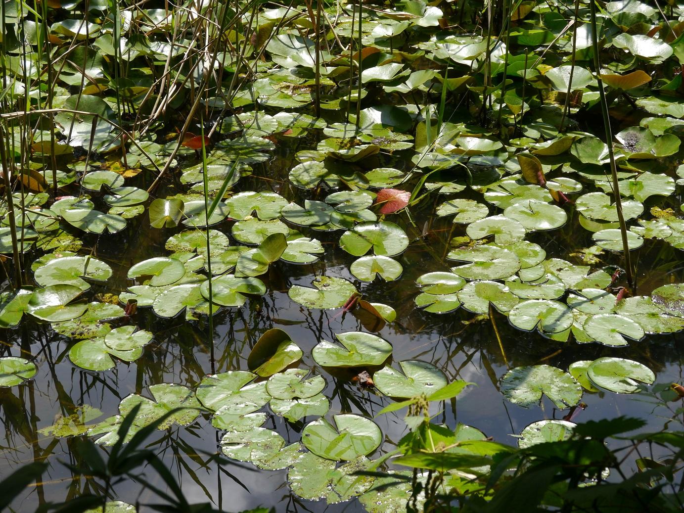 石神井公園　8月下旬 3