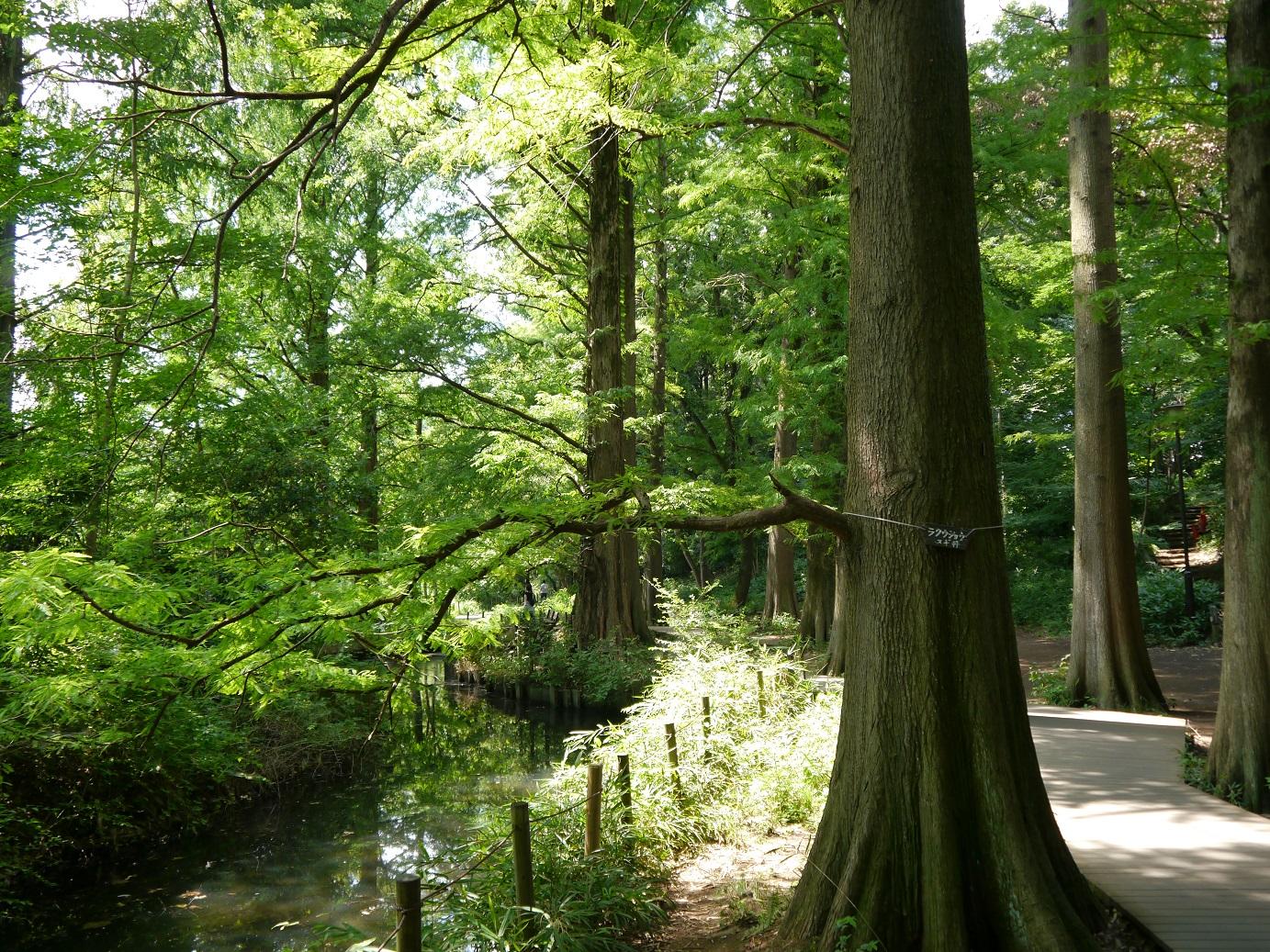 石神井公園　8月下旬 4