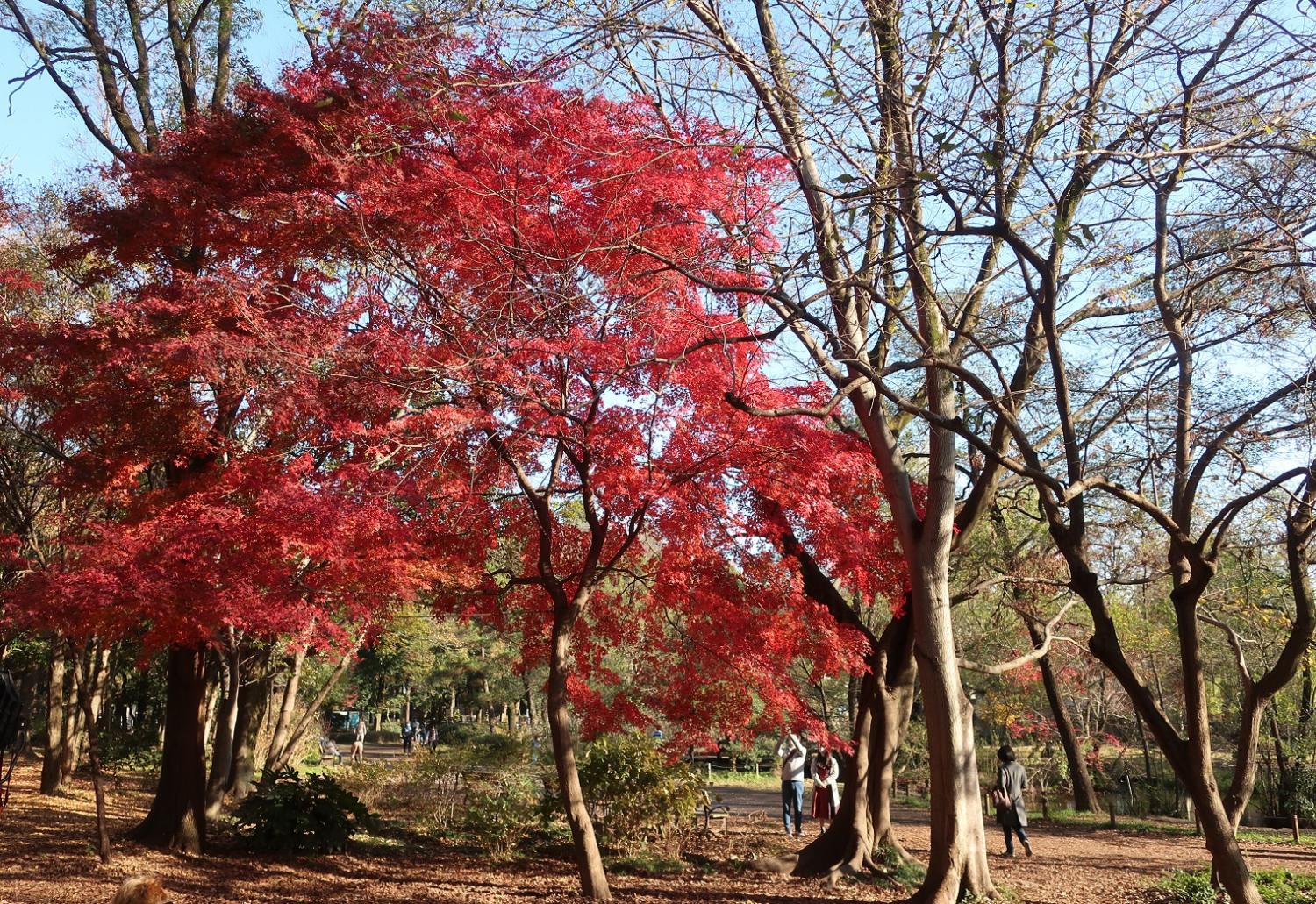 石神井公園の紅葉 2