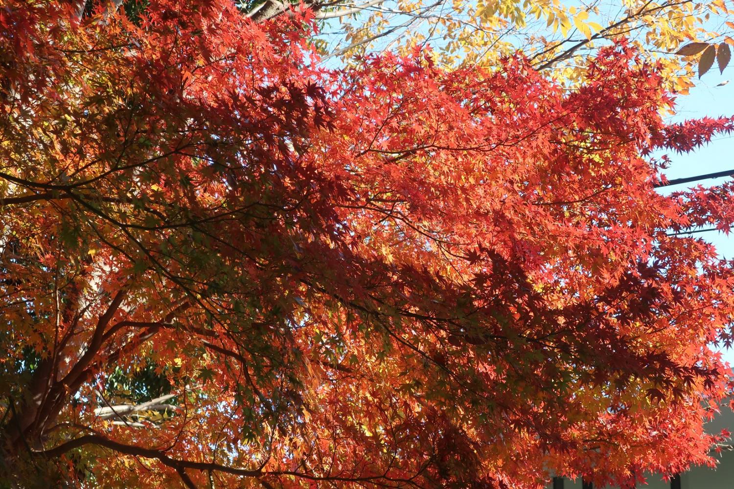 石神井公園の紅葉 3