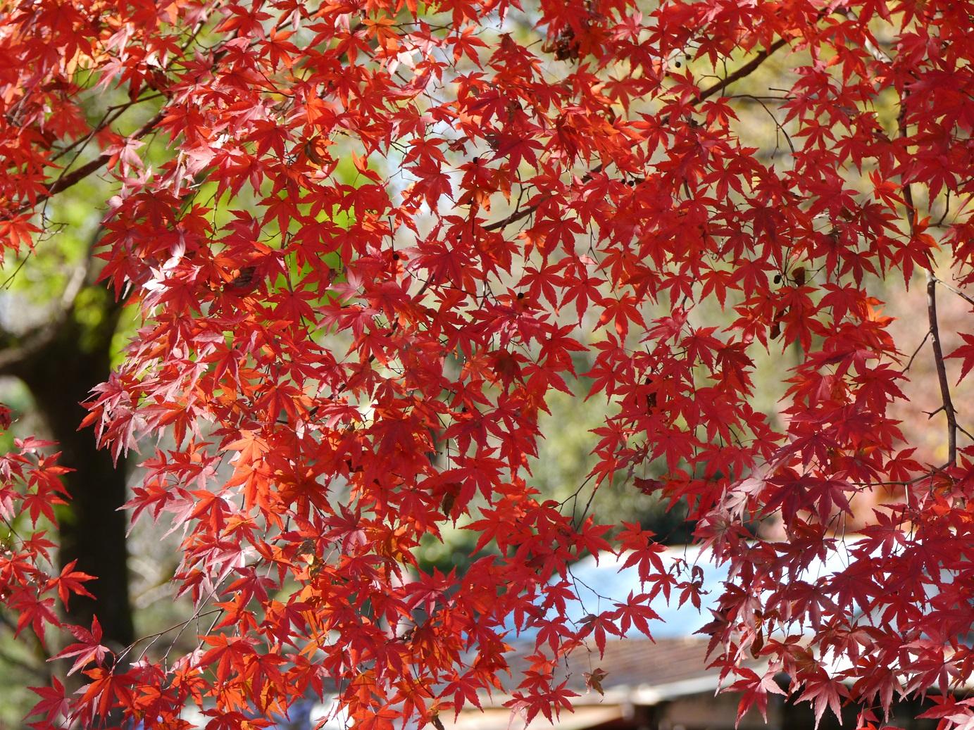 石神井公園の紅葉 4